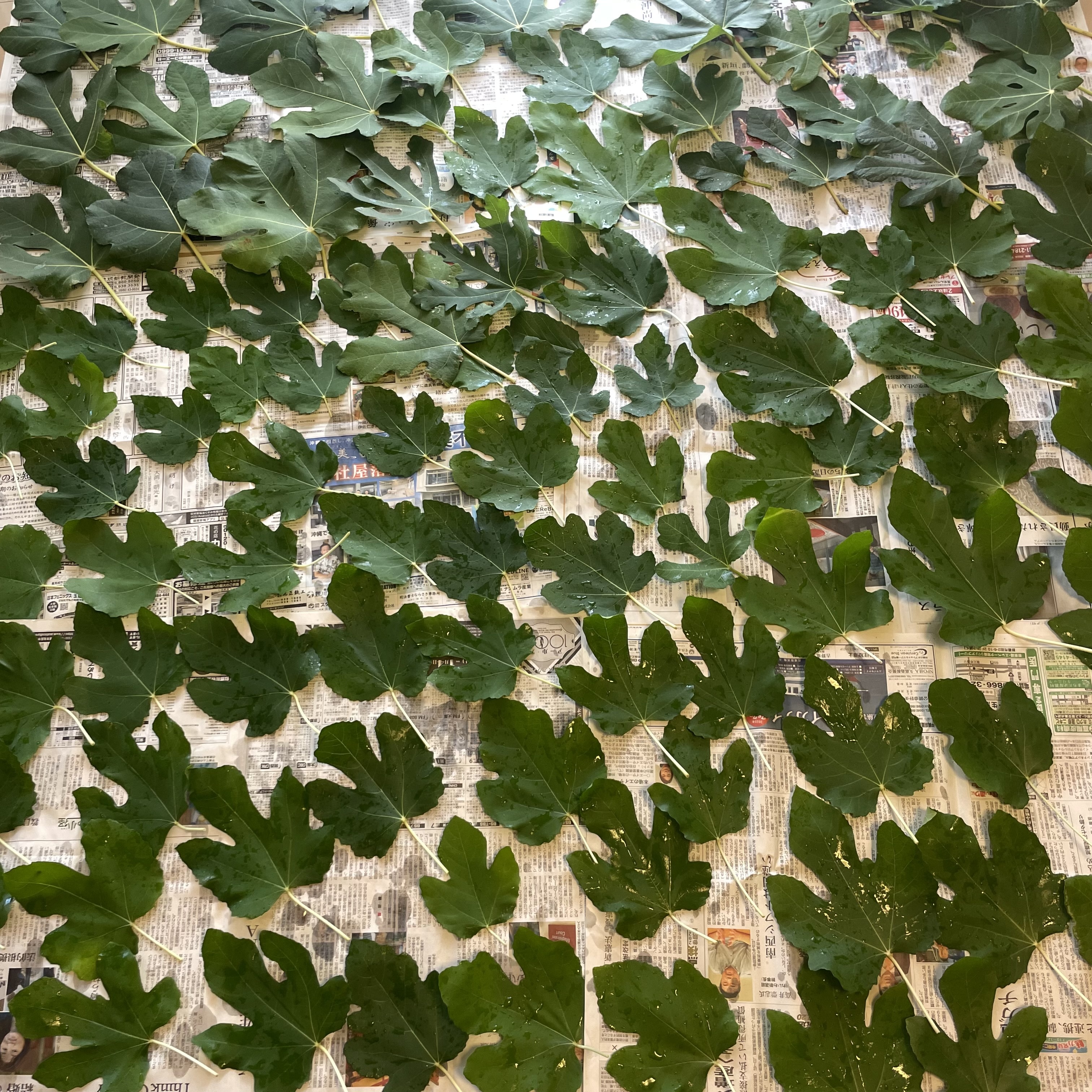 収穫した無花果葉は、1枚ずつ丁寧に乾燥させます。