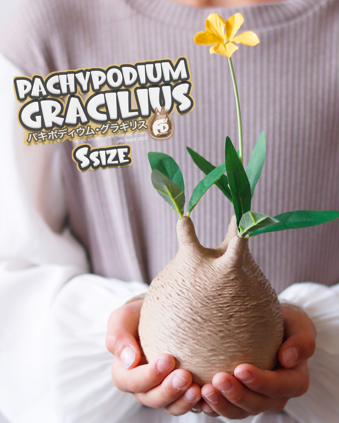 触れたくなるCaudex造形｜パキポディウム グラキリス｜(130x210) Ssize