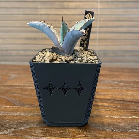 Stratam var.grid-90  ×  Agave Titanota "Blue Fang"