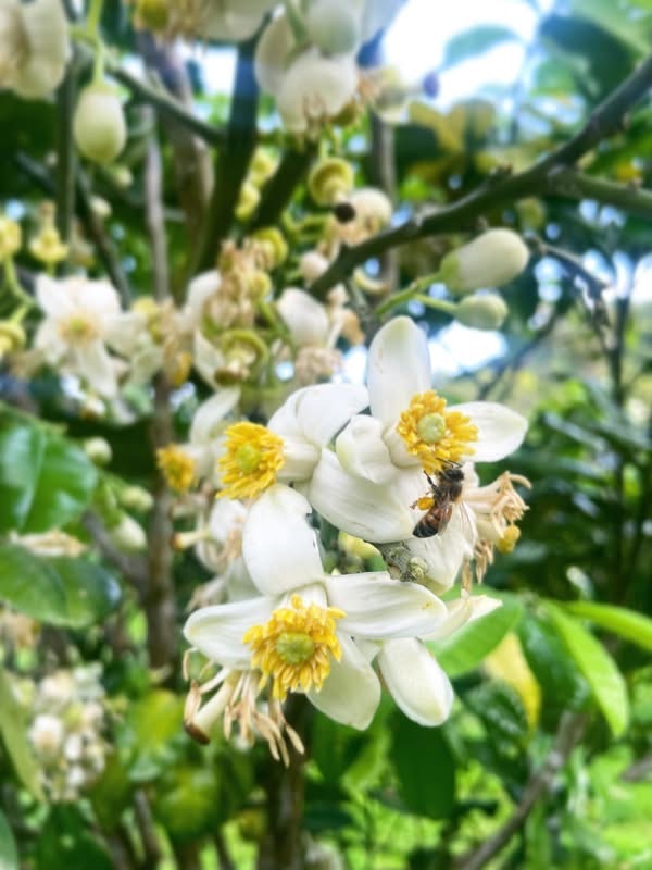 今年はじめて収穫させていただいた、晩白柚（ばんぺいゆ）の花。