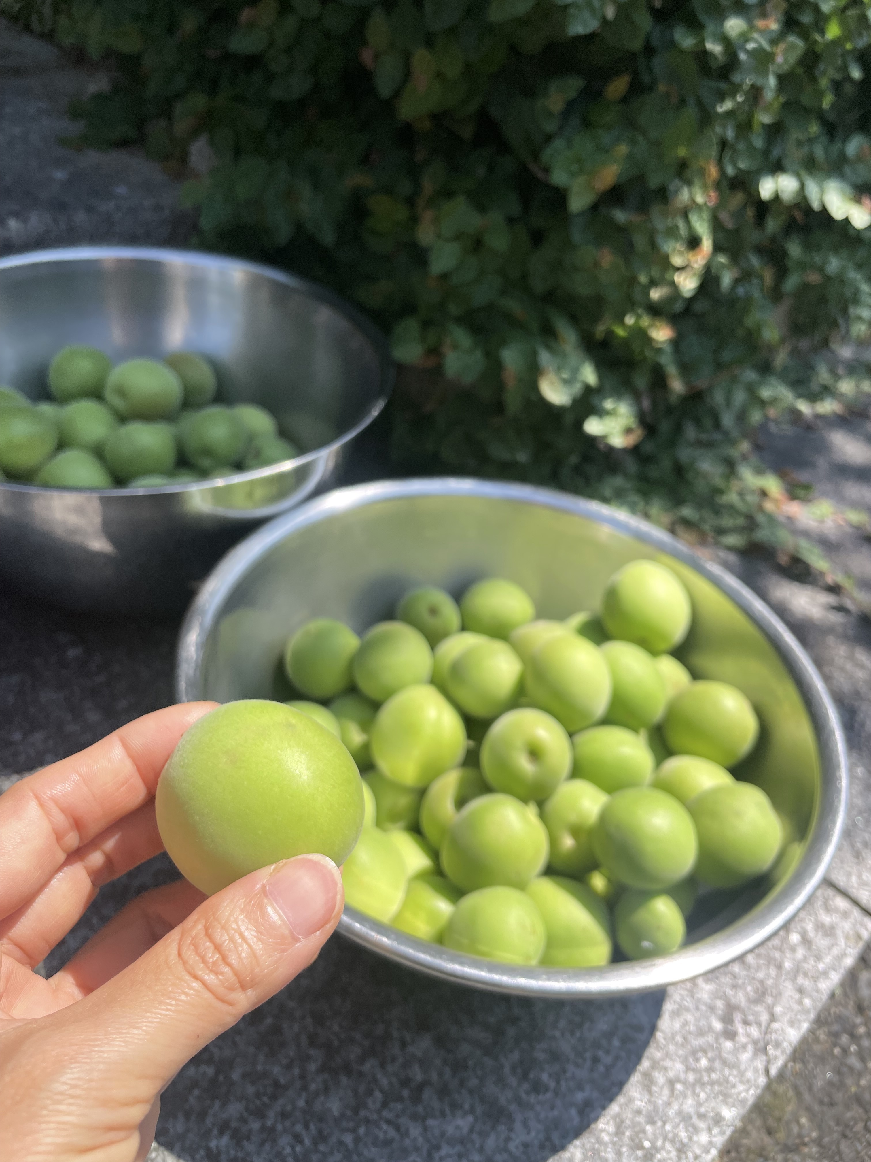 ぷくっと膨らんだ青梅の実。