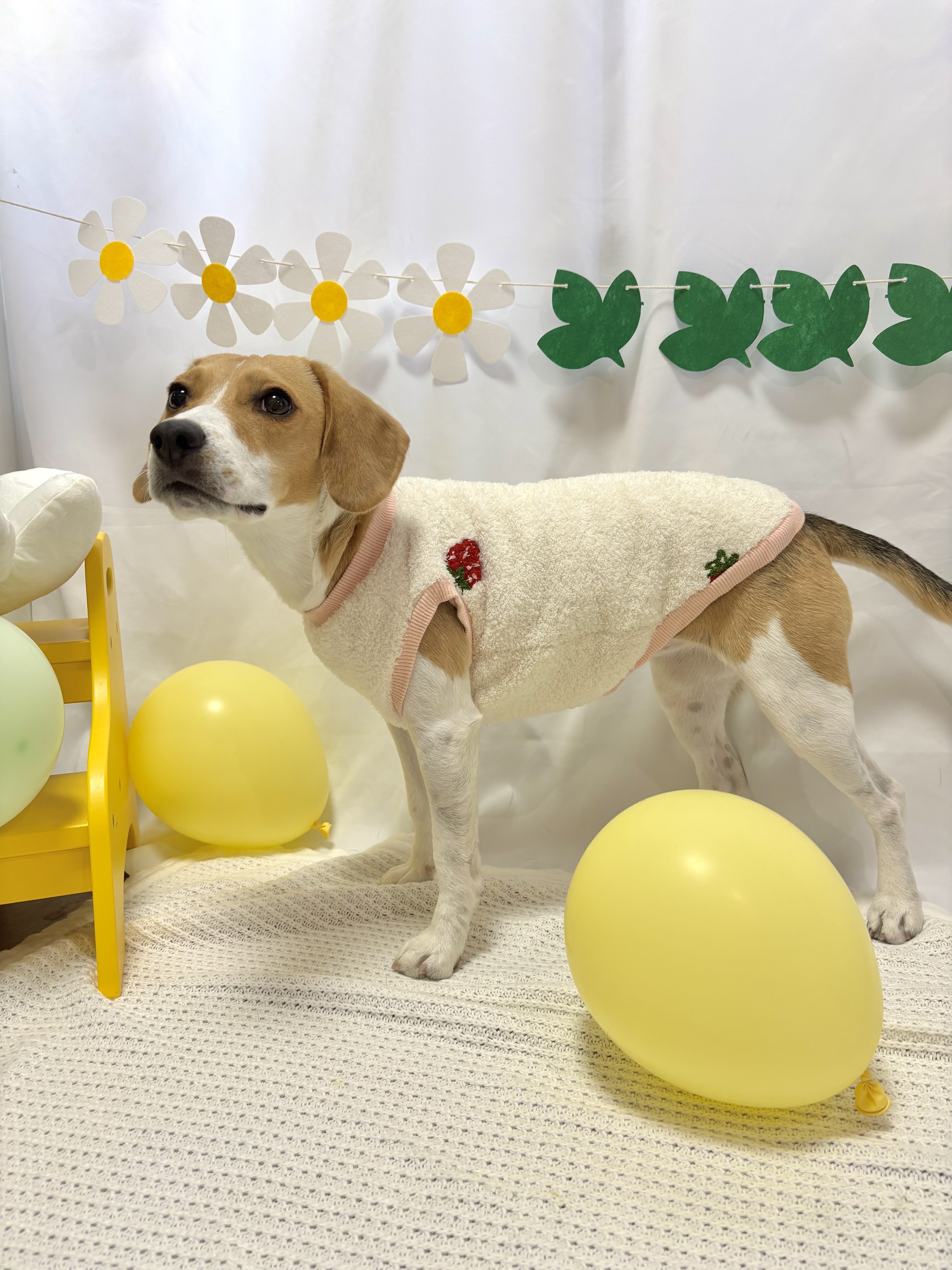 BS着用（8.5キロ）