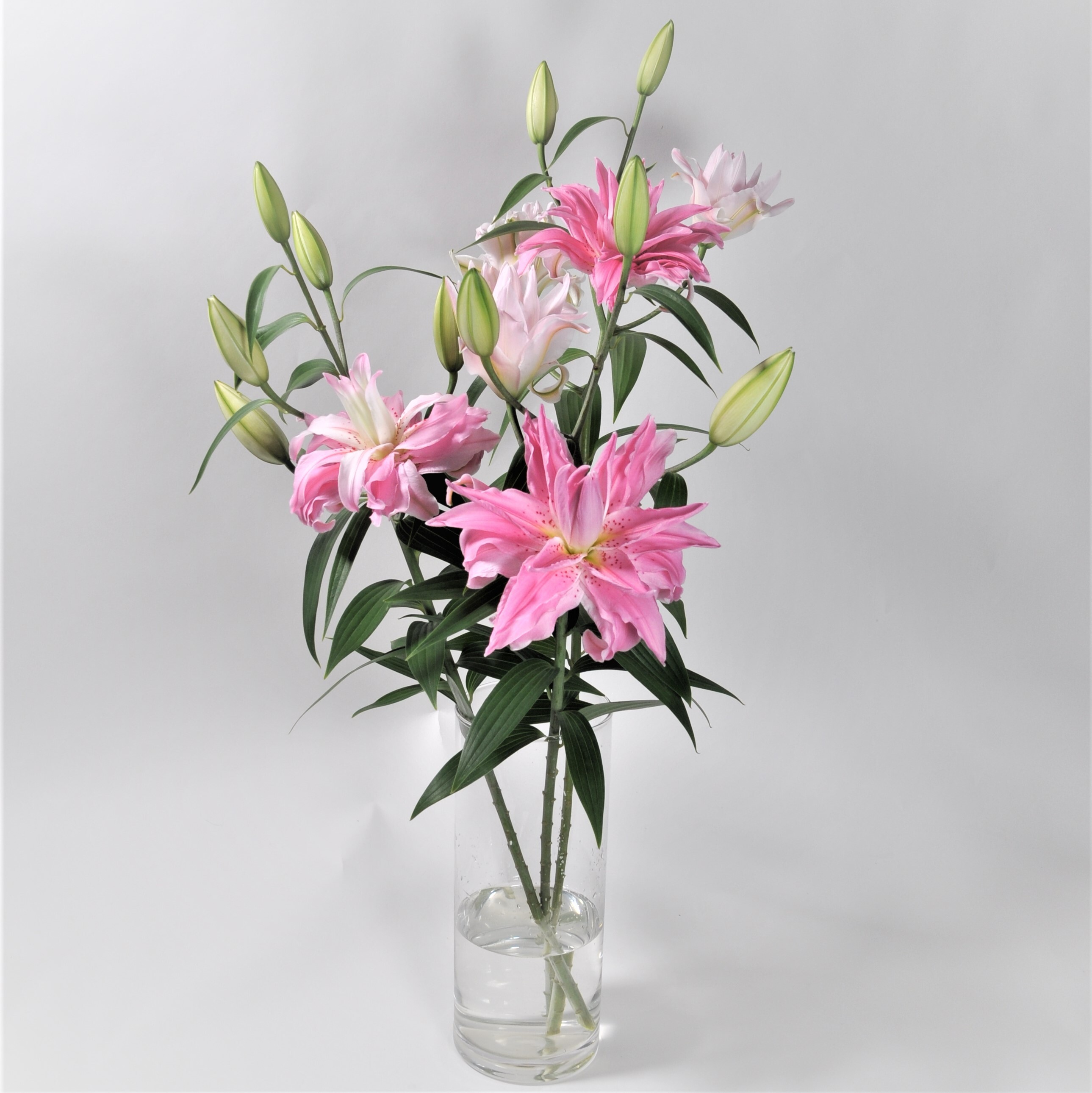 鈴木健市さんから届く こだわりの八重ユリ ディアンサ5本 よいはな Yoihana 最高品質のお花をお届けするネット通販 鈴木健市さんから届く こだわりの八重ユリ ディアンサ5本 よいはな Yoihana 最高品質のお花をお届けするネット通販
