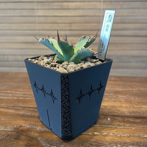 Stratam var.grid-90  ×  Agave  "刻冥 KOKUMEI"