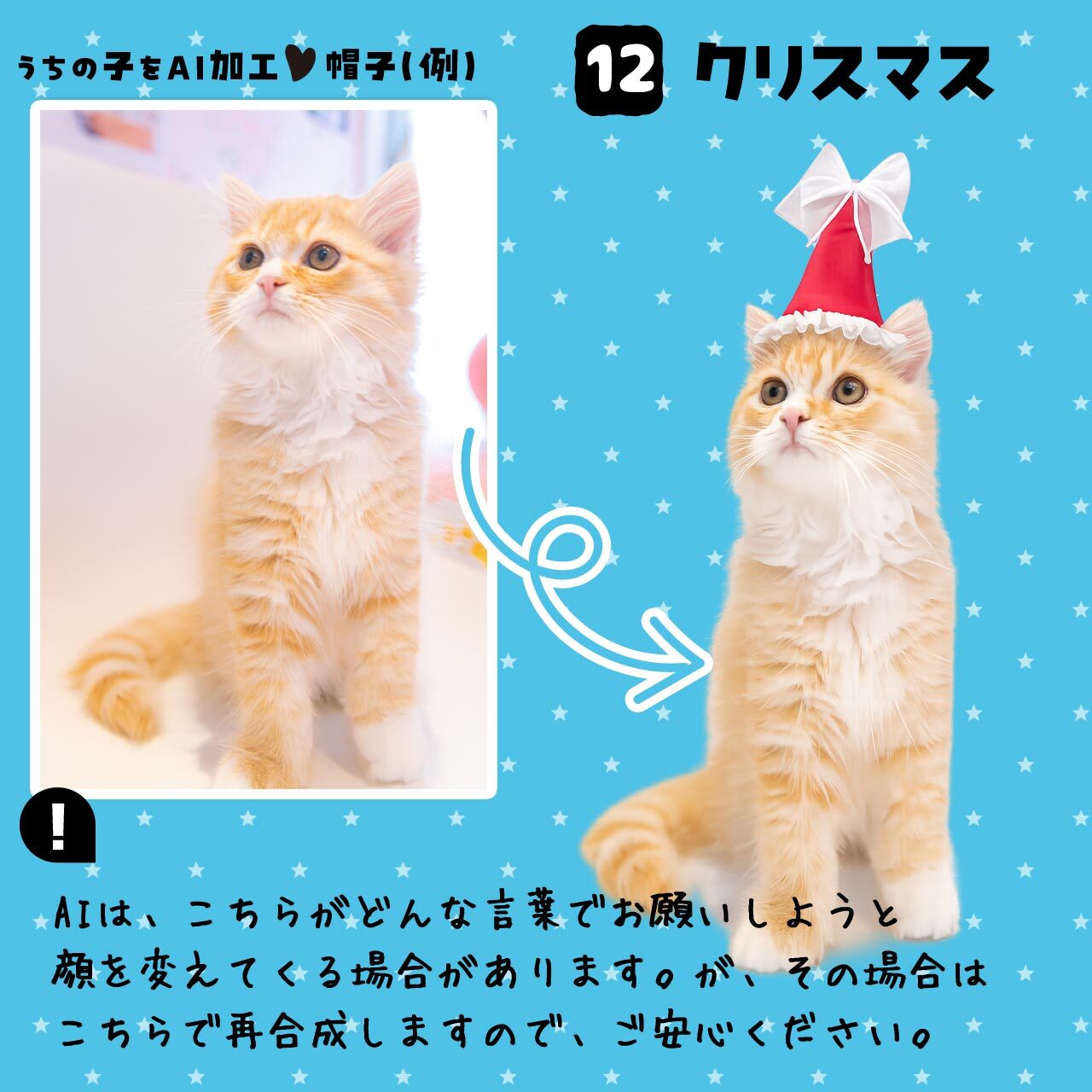 愛猫さんにクリスマス帽