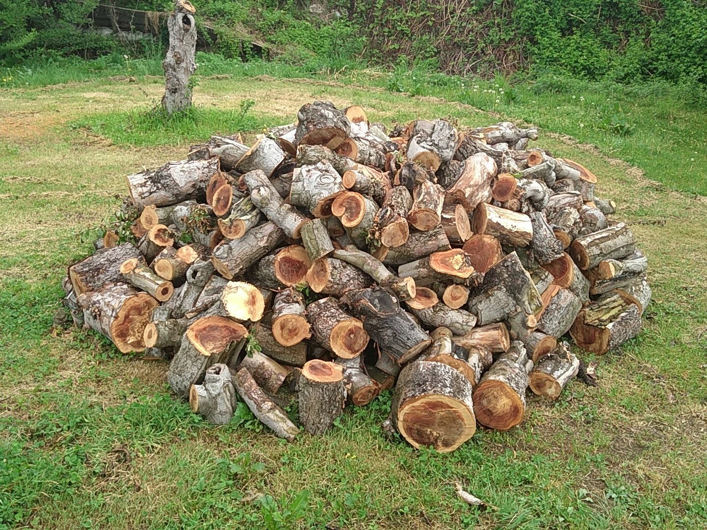 家具・インテリア薪　焚き火用　りんごの木