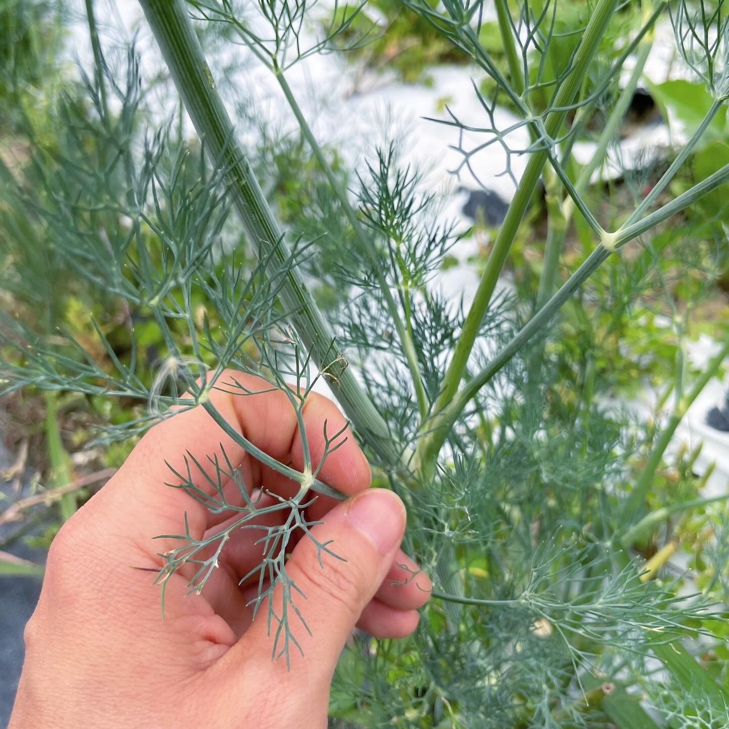 3月ごろ、緑の葉っぱが繁りはじめます。