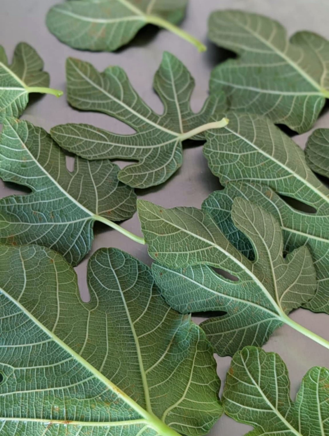 無農薬の無花果葉の、甘い香りを練り込んだ焼き菓子に。