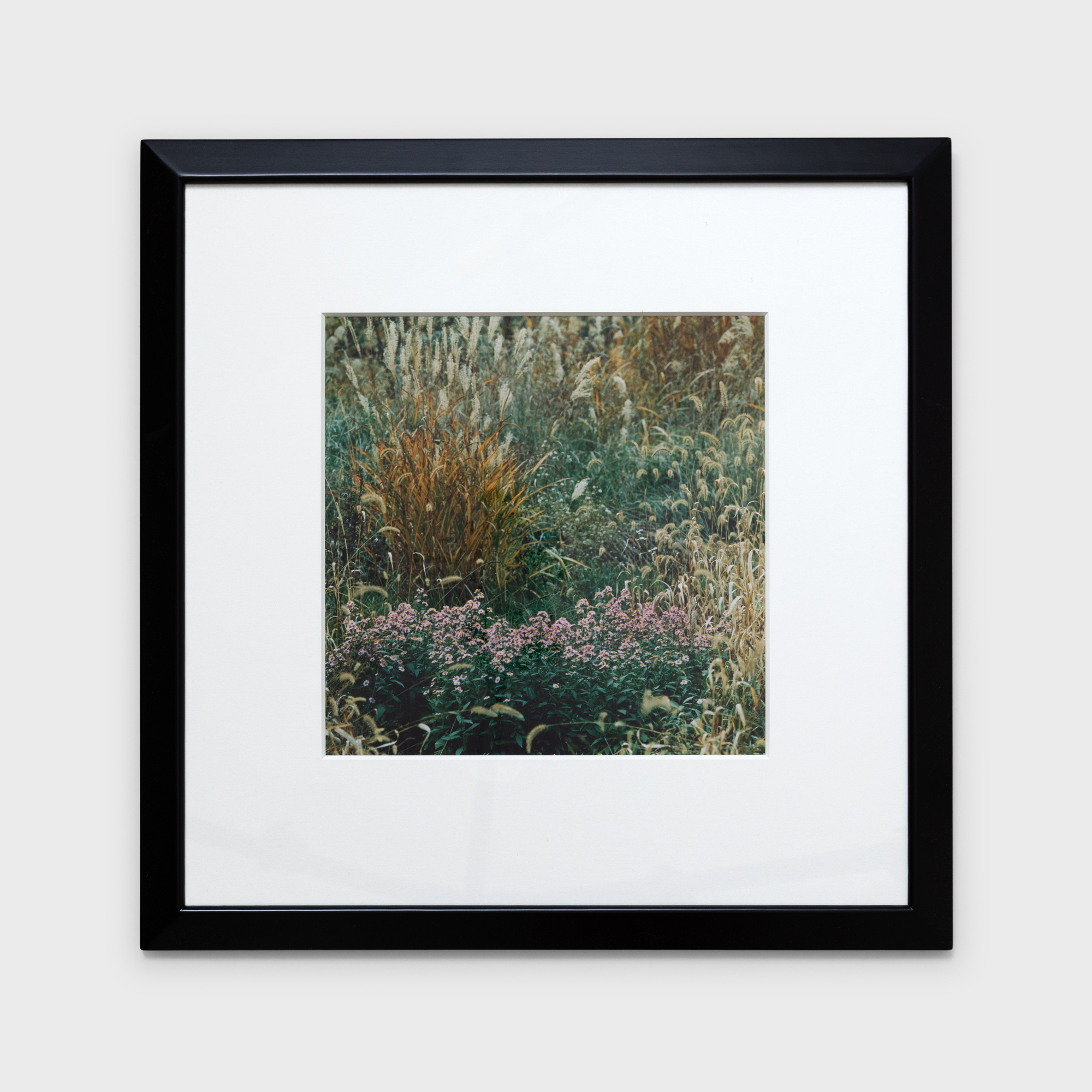 6　野花の彩り　1985年10月上旬　美瑛町