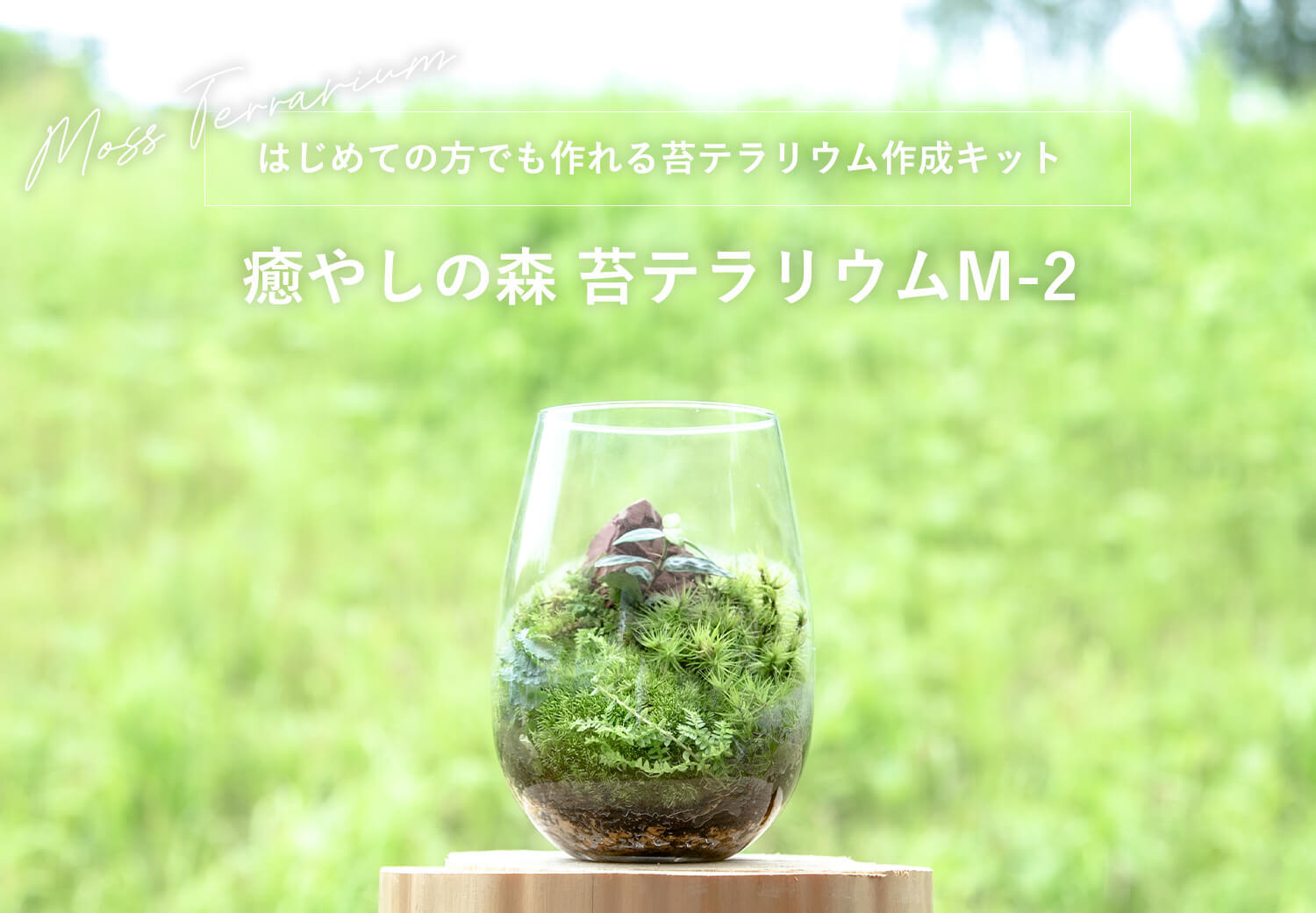 はじめての方でも作れる苔テラリウム作成キット 癒しの森 苔テラリウムm 2 苔と灯りのお店 3escience はじめての方でも作れる苔テラリウム作成キット 癒しの森 苔テラリウムm 2 苔と灯りのお店 3escience