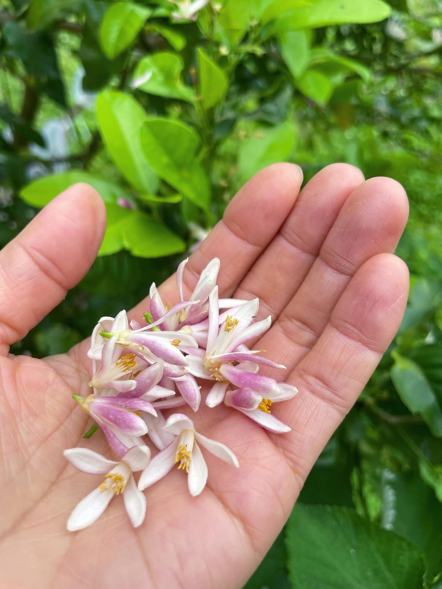 うす紫色の花を、1輪ずつ丁寧に摘ませていただきます。