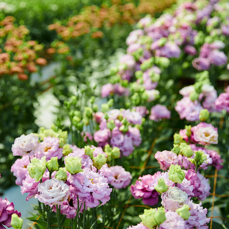 花き栽培も手掛ける『土っ子田島ファーム』のメインの栽培は色とりどりのトルコキキョウ。