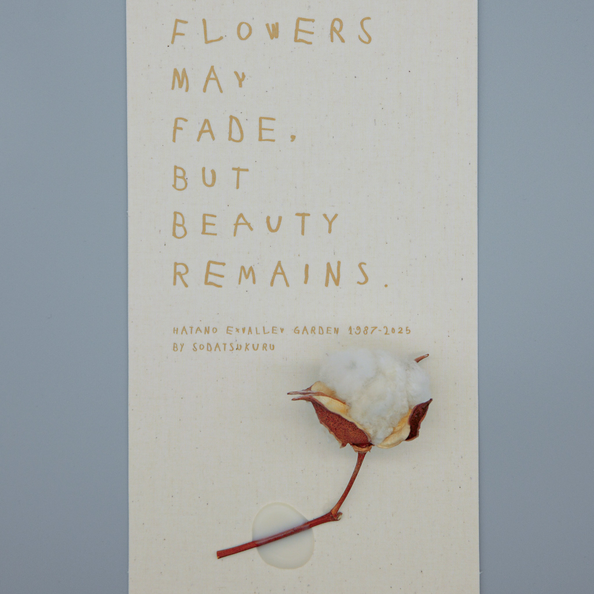 綿花（白または茶ランダム）