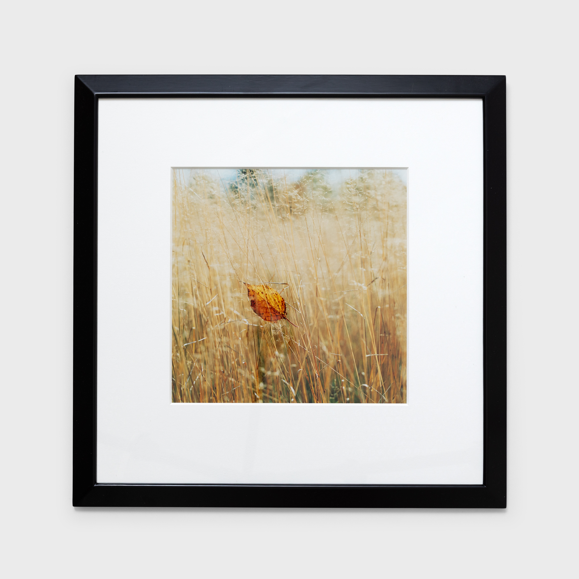 11　草むらの一葉　1985年10月上旬　美瑛町