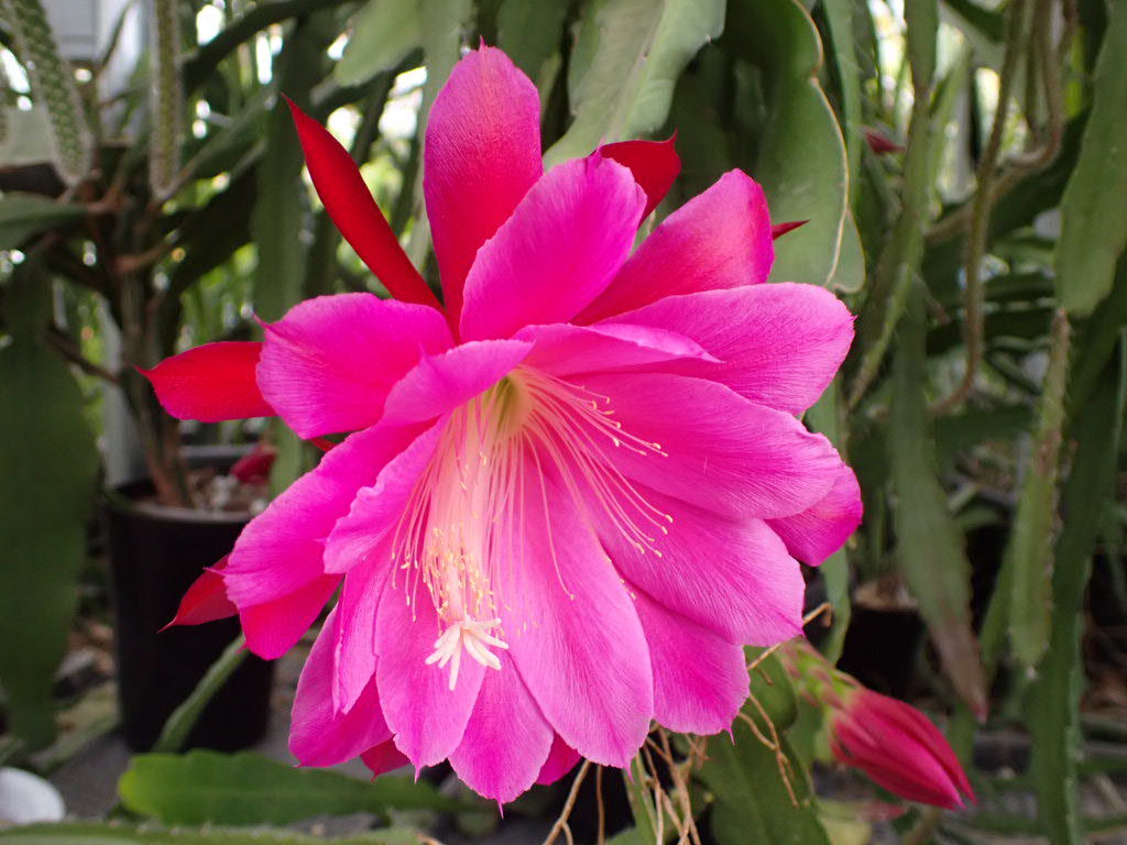 Epiphyllum Hybrid Artemis 鉢直径11 5cm unber kelp クジャクサボテン 販売 森林サボテン 販売 Epiphyllum Hybrid Artemis 鉢直径11 5cm unber kelp クジャクサボテン 販売 森林サボテン 販売