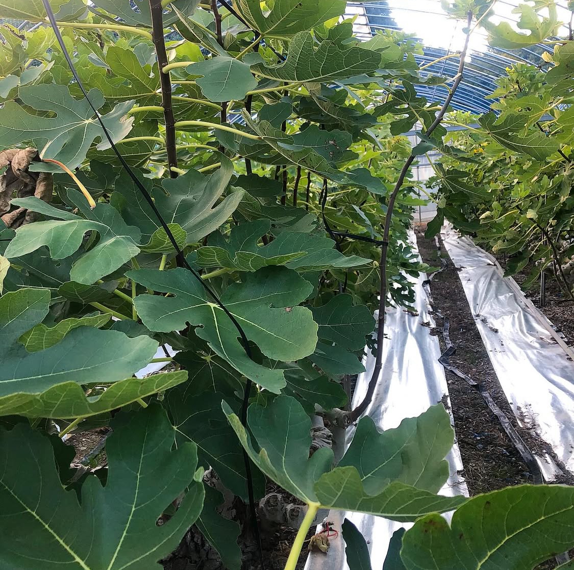 その日の朝に収穫したイチジクだけを集めます。