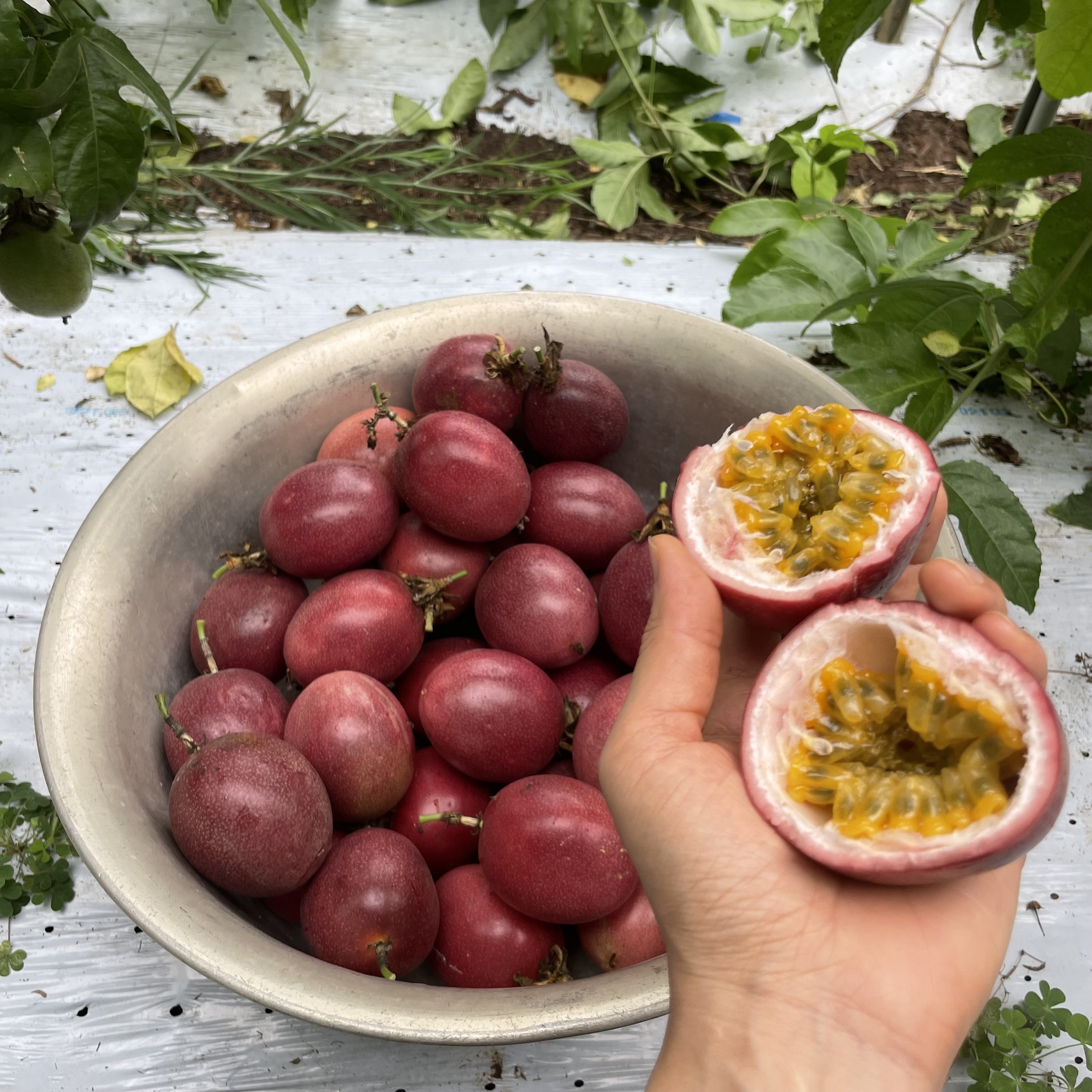 追熟させて皺がよる前の、このくらいのフレッシュな味わいが好みです。