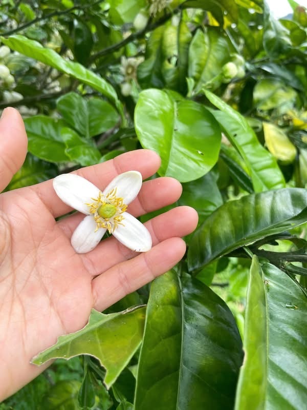 晩白柚は果実とおなじで花も大きくて、グレープフルーツのようなほろ苦さもあります。