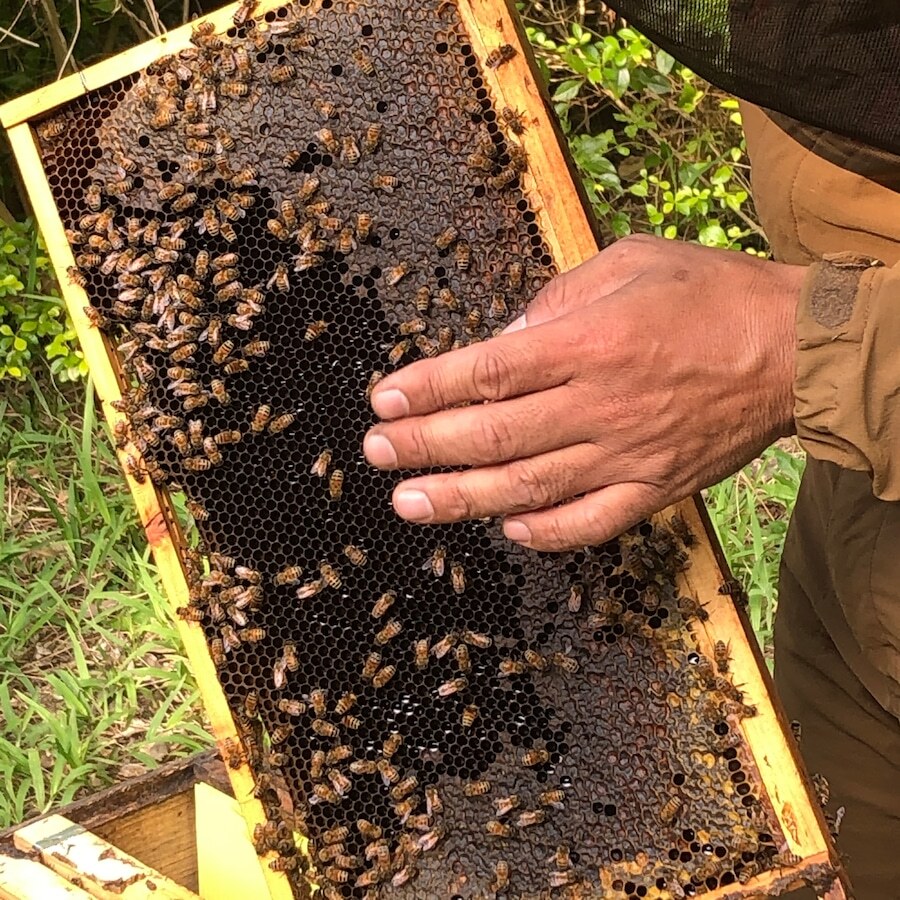 使用するのは屋我地島の養蜂家・三浦さんの希少な生はちみつ。