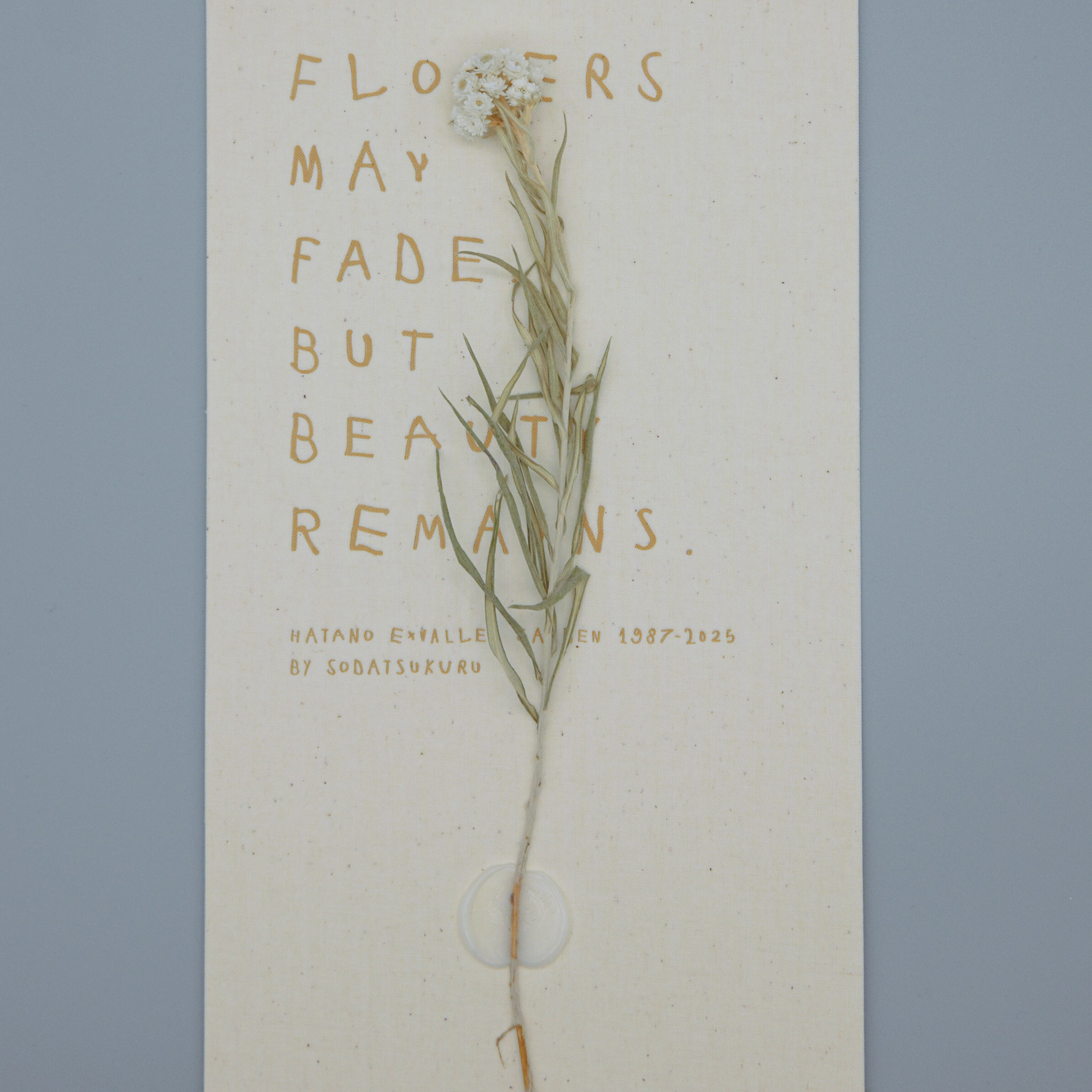 ヤマハハコグサ