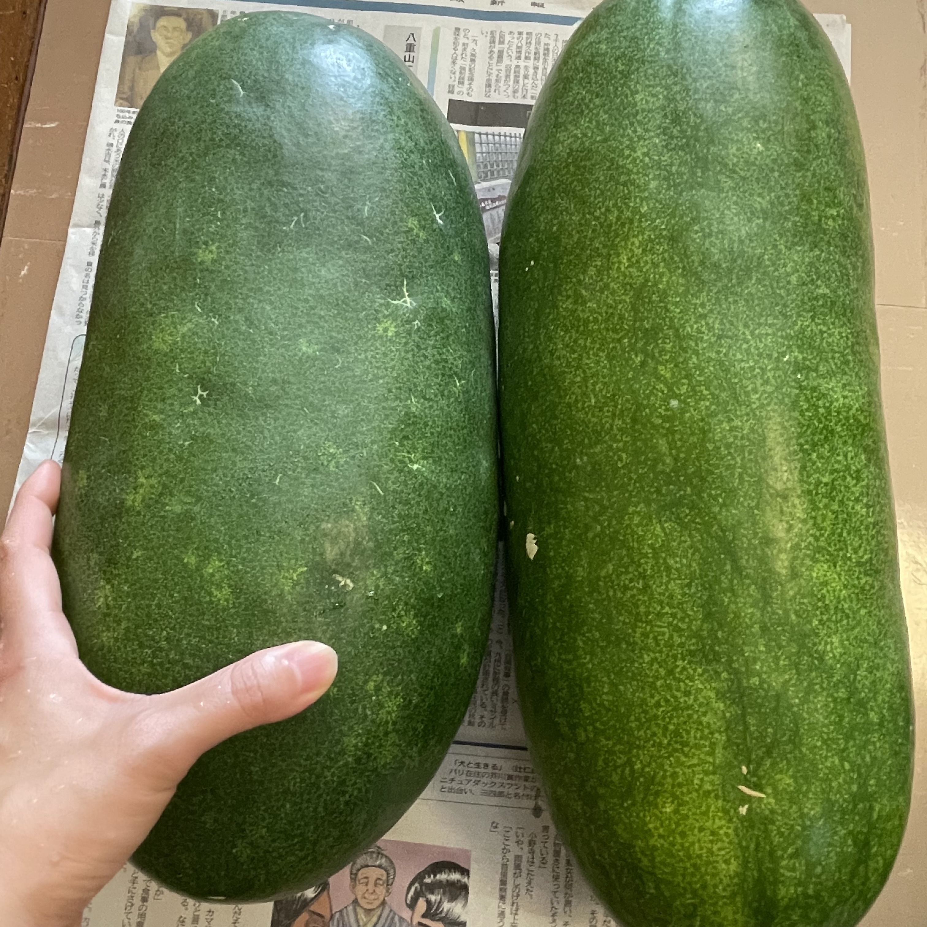 新鮮で瑞々しい冬瓜は、大きすぎず小さすぎないサイズ選びが大切。