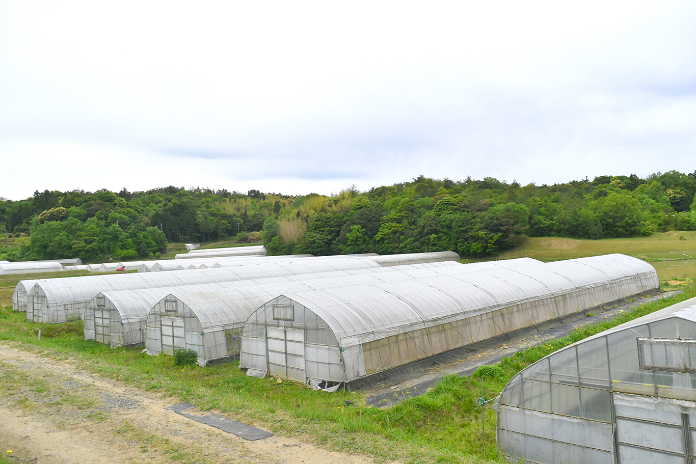 島根県の西寄りに位置する江津（ごうつ）市にあり、有機栽培で葉物を中心に様々な野菜を作っています。