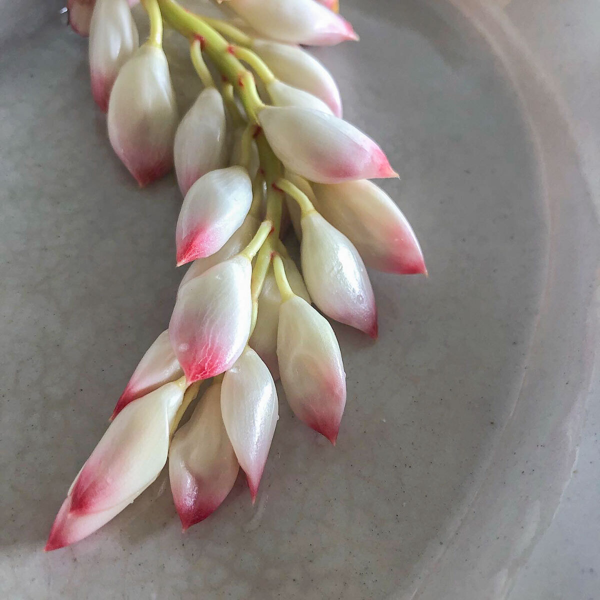 桃色のかわいい蕾の中からは、黄色い花が咲きます