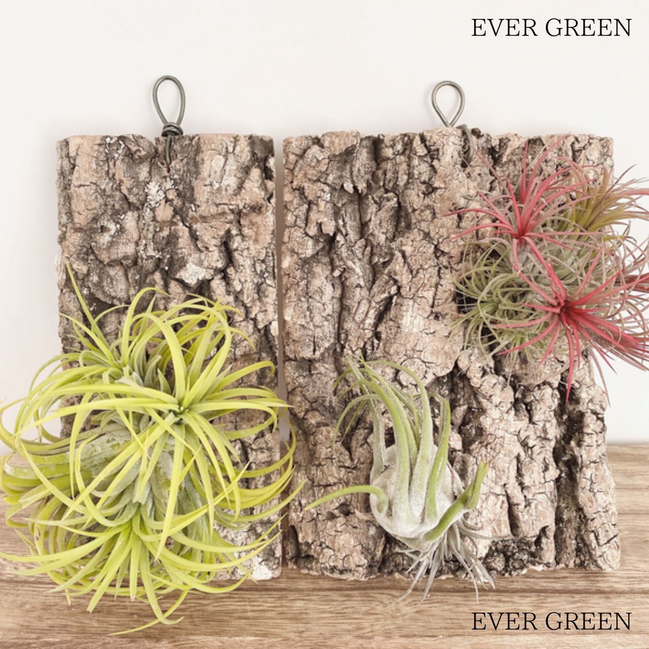 コルク樹皮の着生板 A064 | EVERGREEN エバーグリーン 植木鉢 花瓶 コルク樹皮の着生板 A064 | EVERGREEN エバーグリーン 植木鉢 花瓶