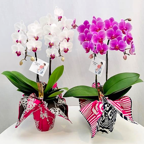 Yukata De 胡蝶蘭 4号2f 送料込 よいはな Yoihana 最高品質のお花をお届けするネット通販
