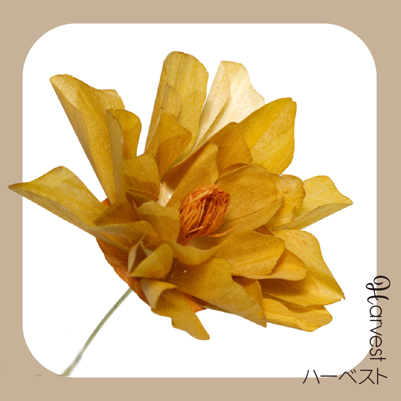 金色の麦畑のような深みあるイエロー。落ち着いた色合いで空間に豊かな温もりを運びます。