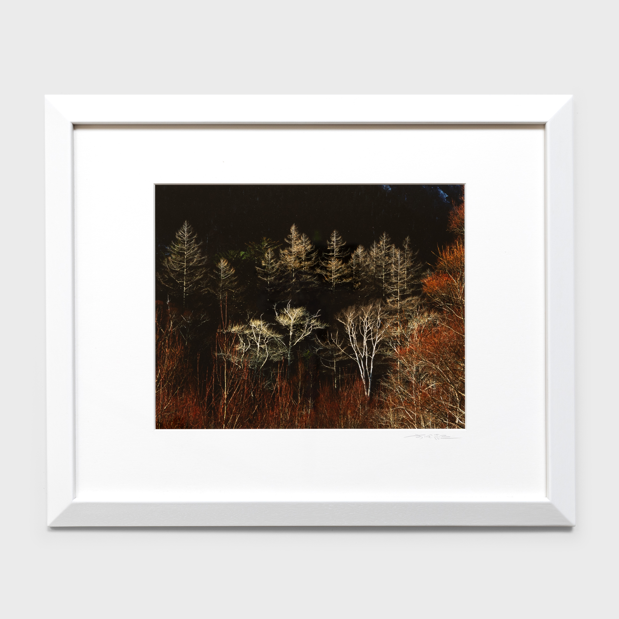 6　斜陽の樹林　1982 長野県上高地