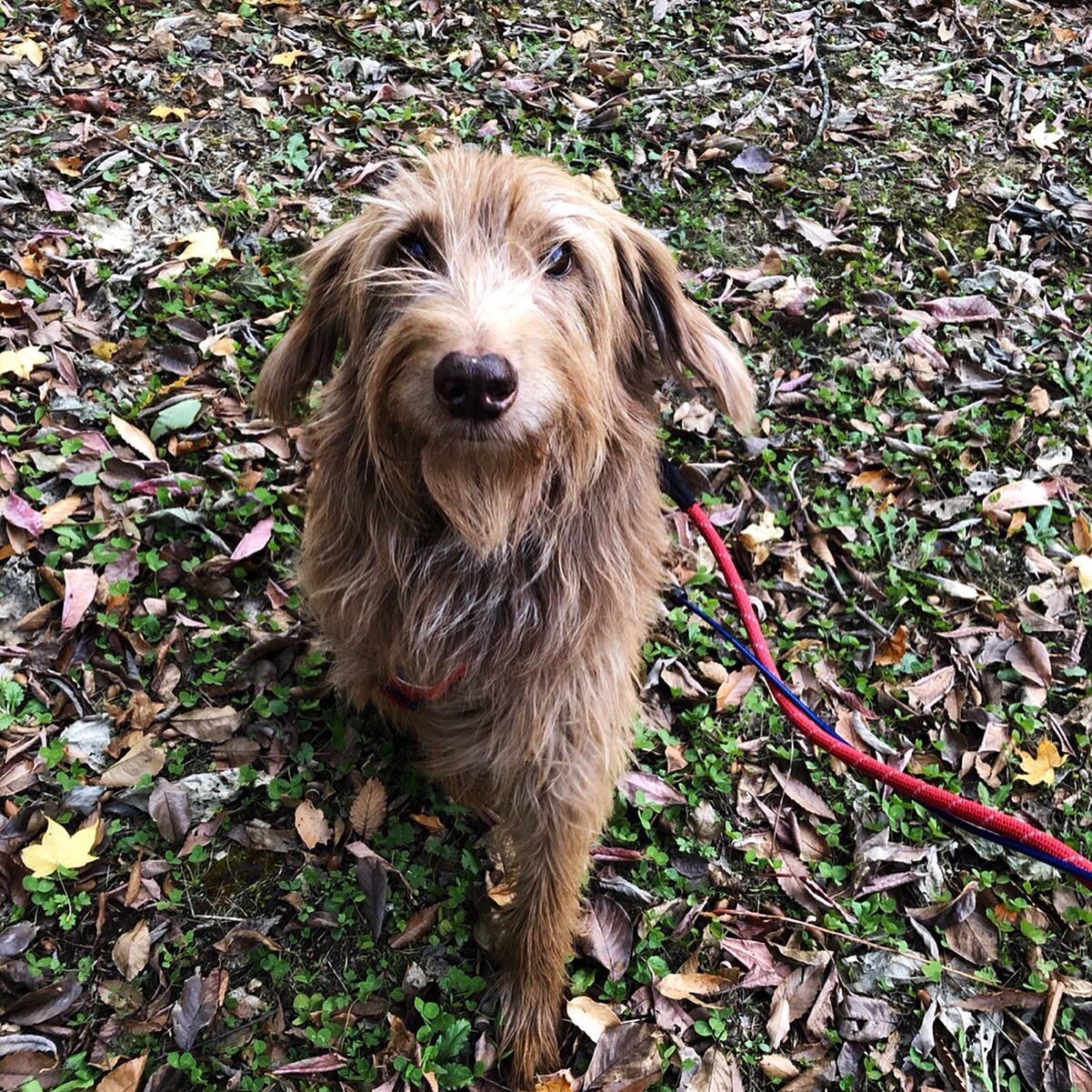 スペインの元野犬、生後数ヶ月で兄弟と一緒に保護されたSEMLA