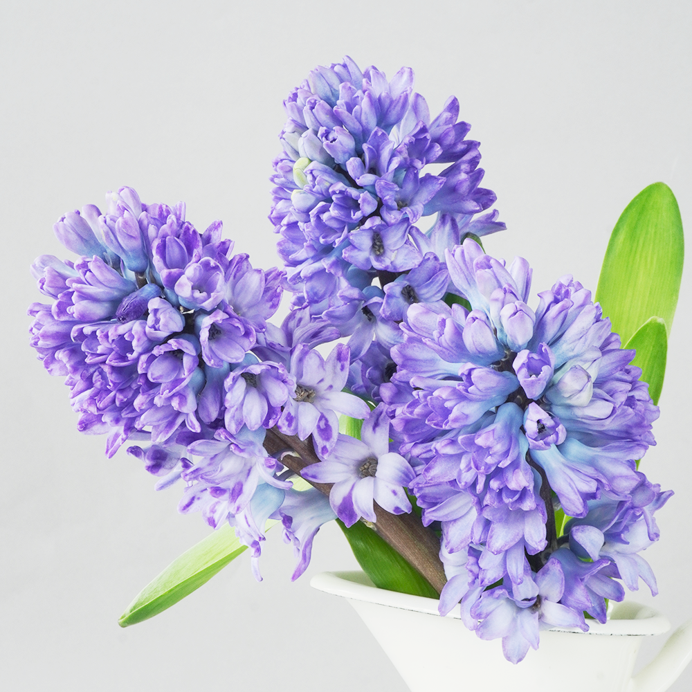 お届け期間限定 3月31日 木 まで ヒヤシンス 5本 送料込み よいはな Yoihana 最高品質のお花をお届けするネット通販