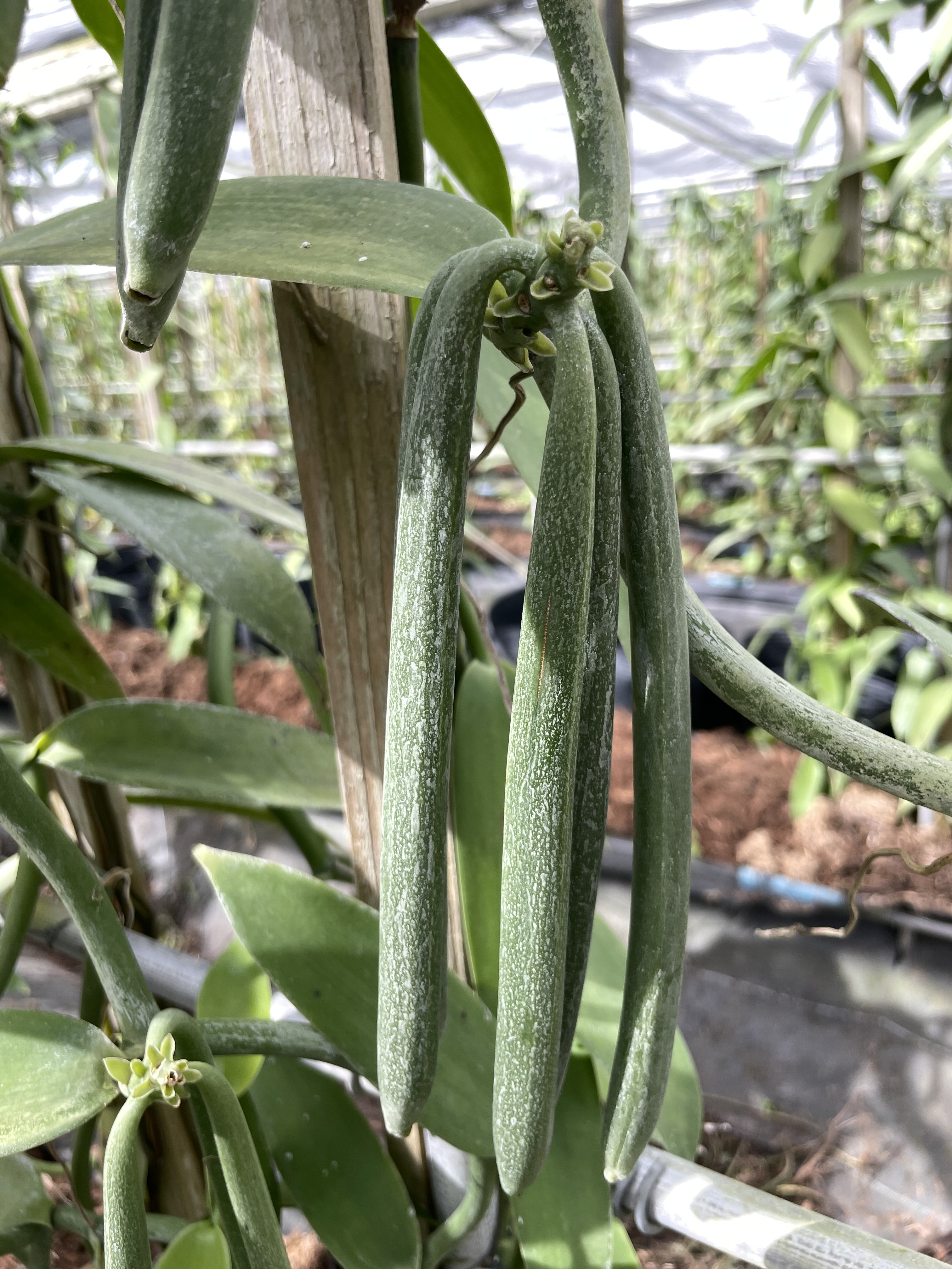 バニラ農家で育つ青々としたさや。