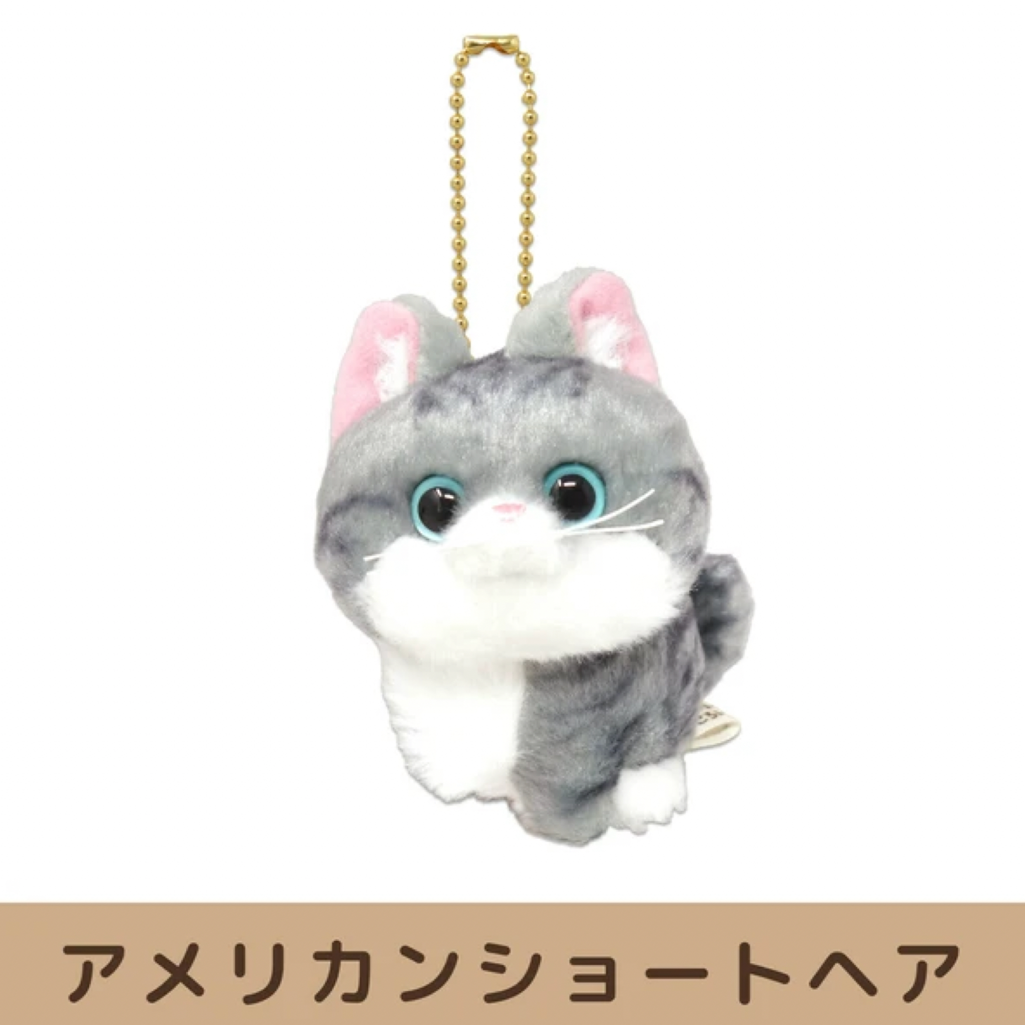 アメリカンショートヘア