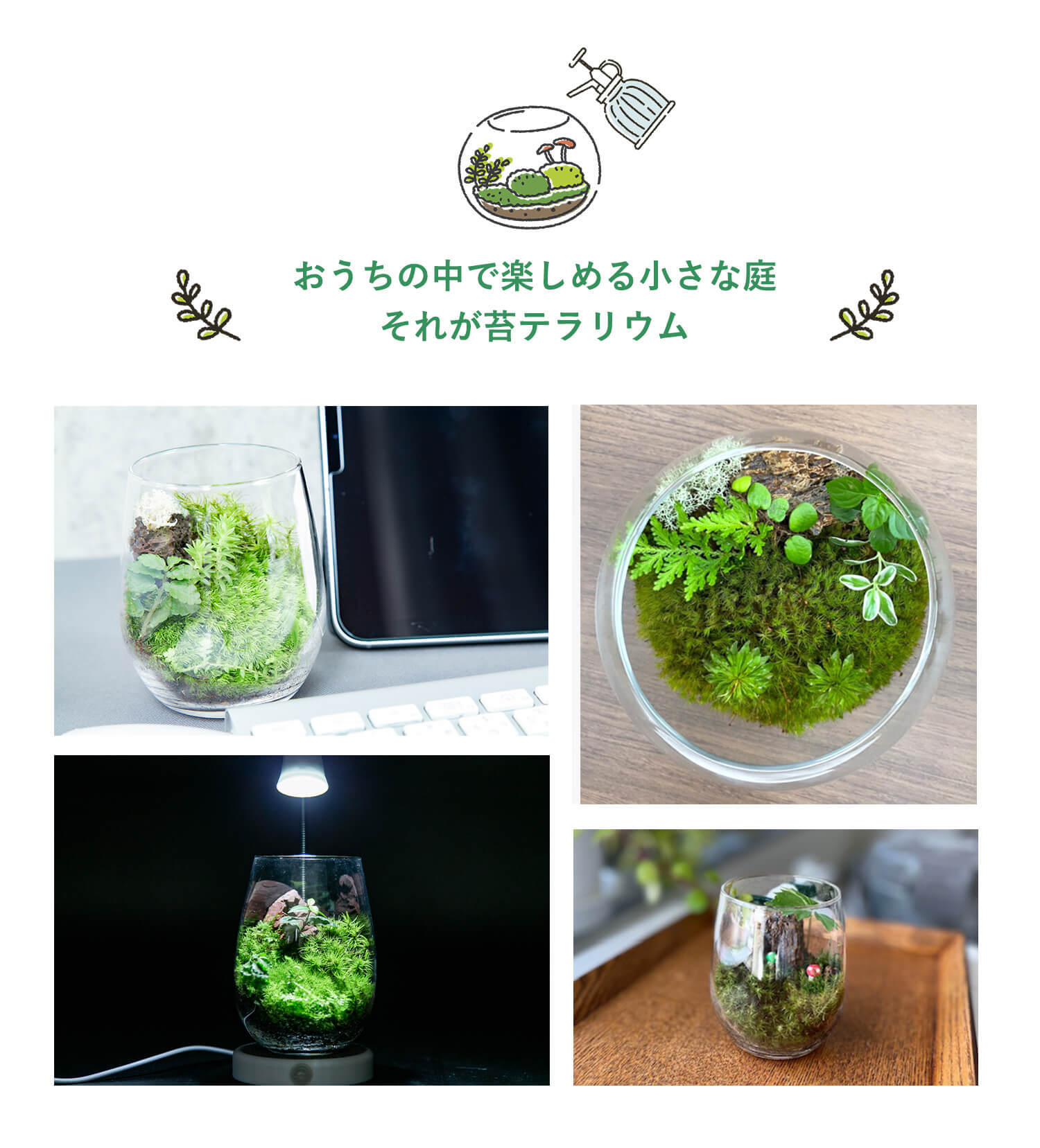はじめての方でも作れる苔テラリウム作成キット 癒しの森 苔テラリウムm 2 苔と灯りのお店 3escience