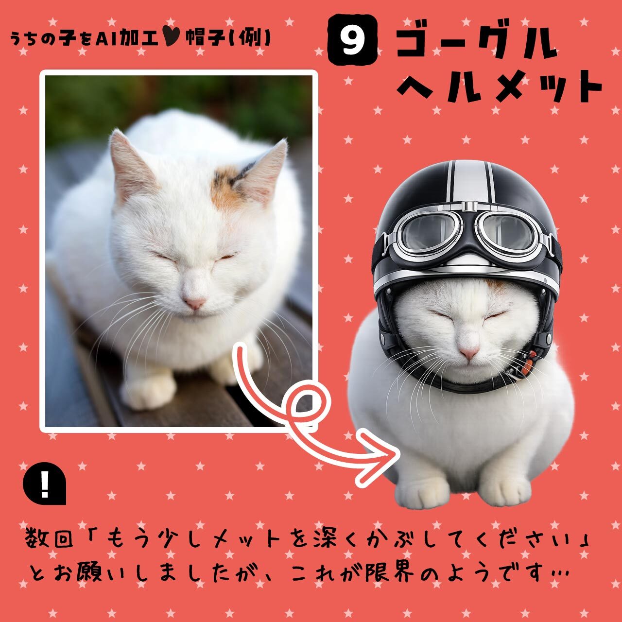 愛猫さんにゴーグルヘルメット