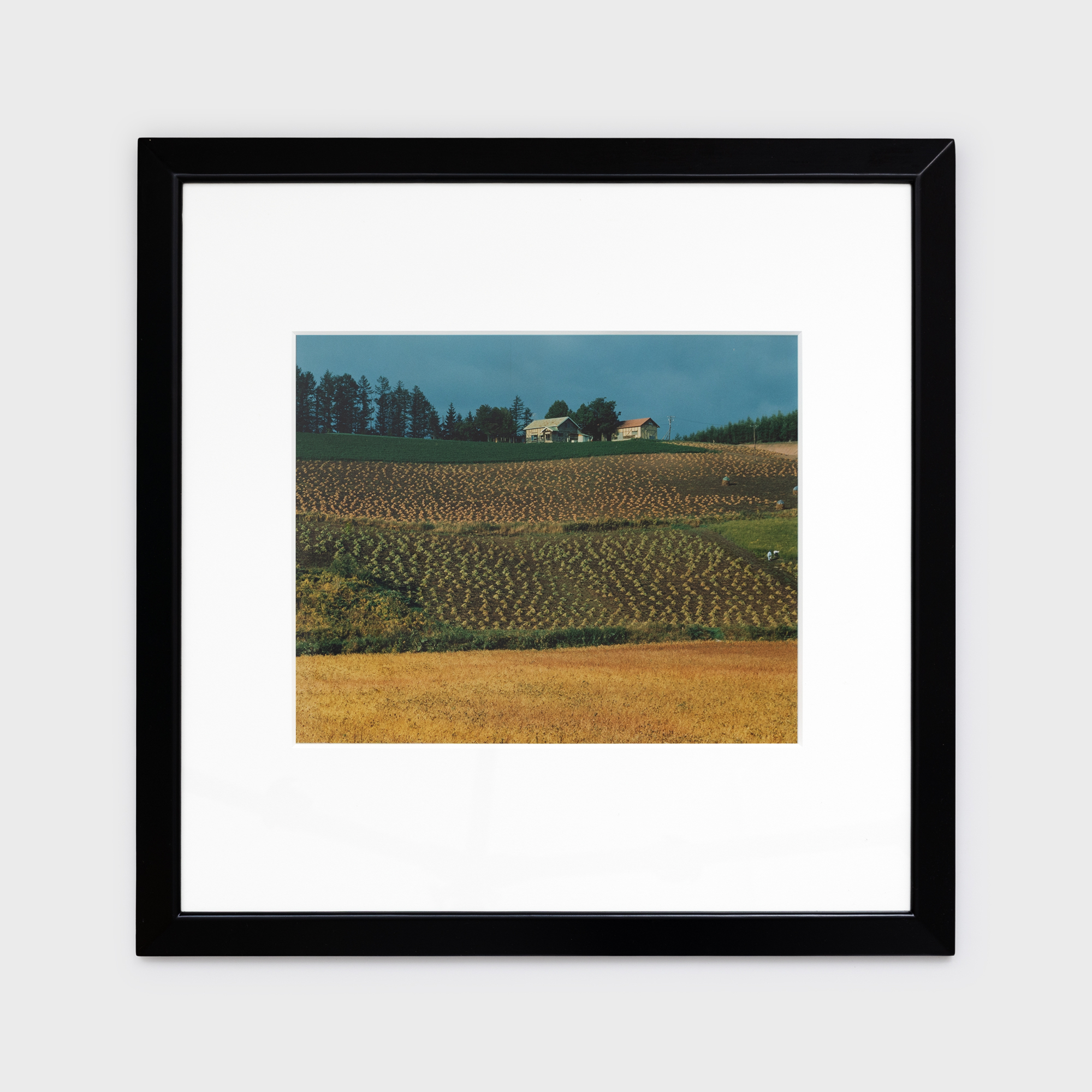 13　稔りの丘　1986年10月上旬　美瑛町