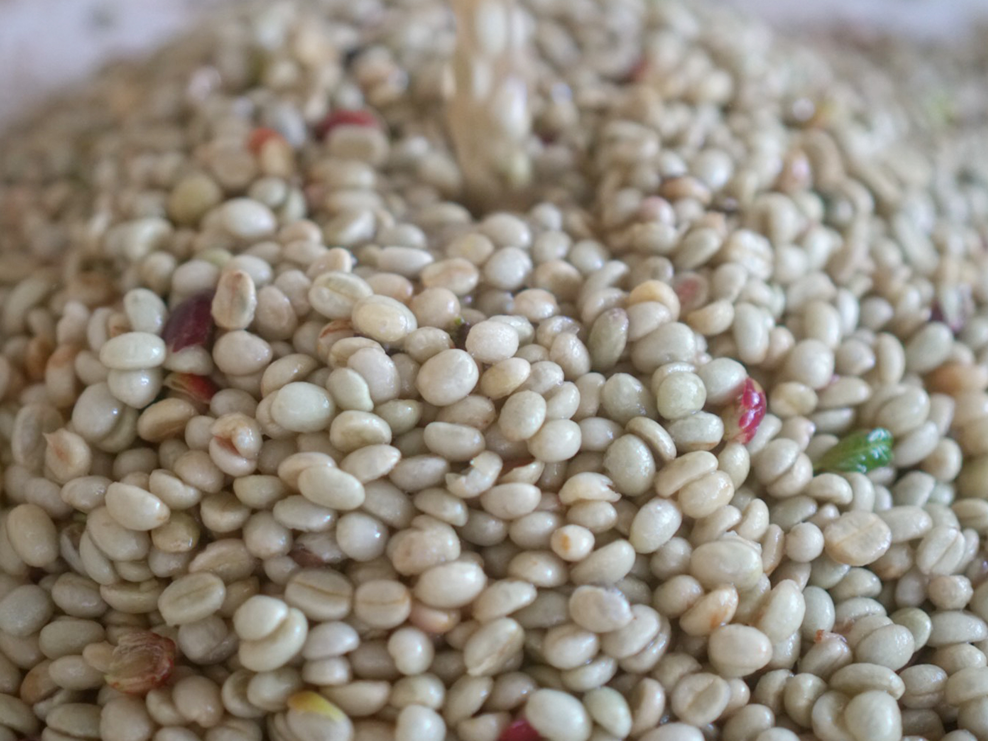 ミューシレージ（粘液）を一部残すことで生まれる果実感