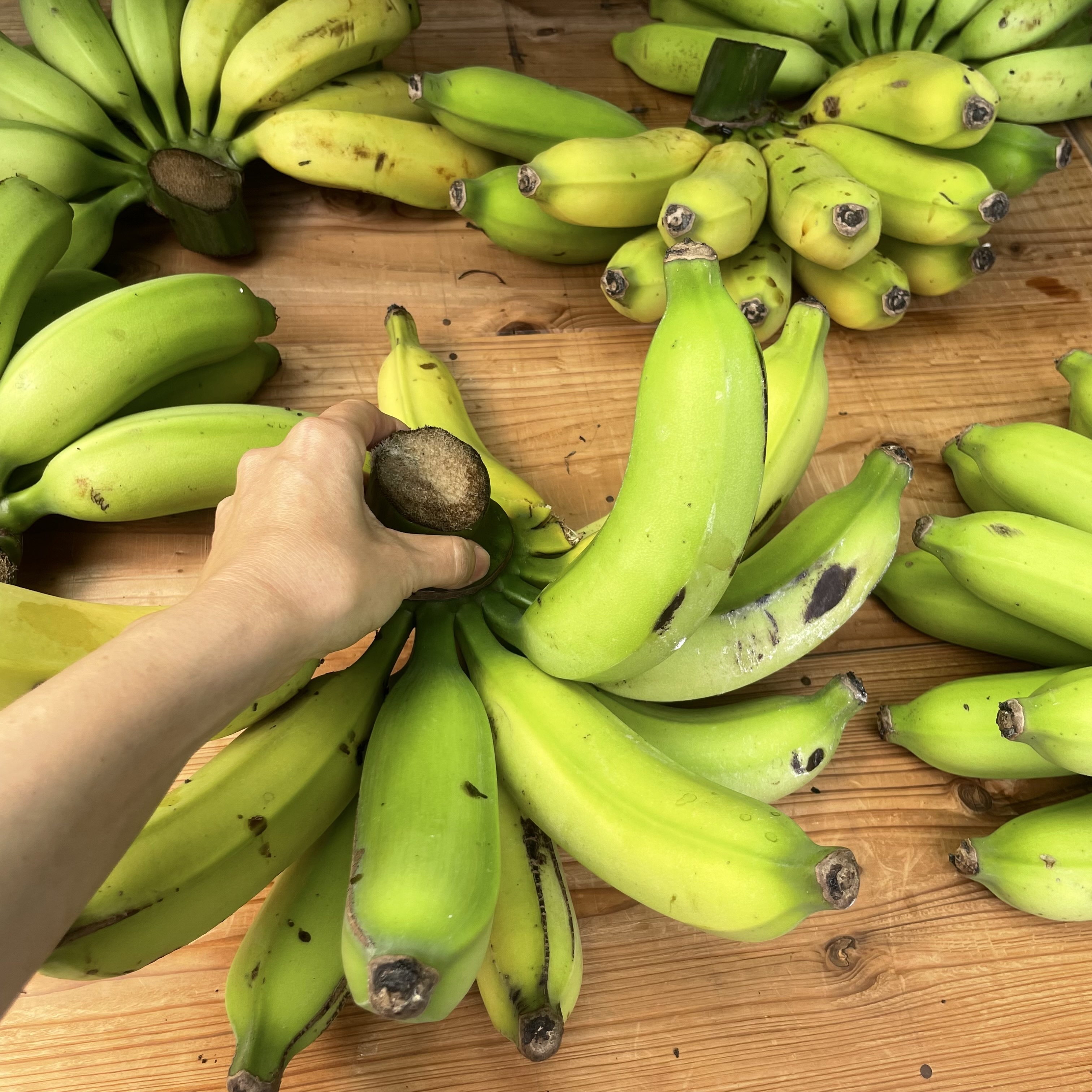 南部の畑で収穫させていただいた、立派なブラジルバナナ。