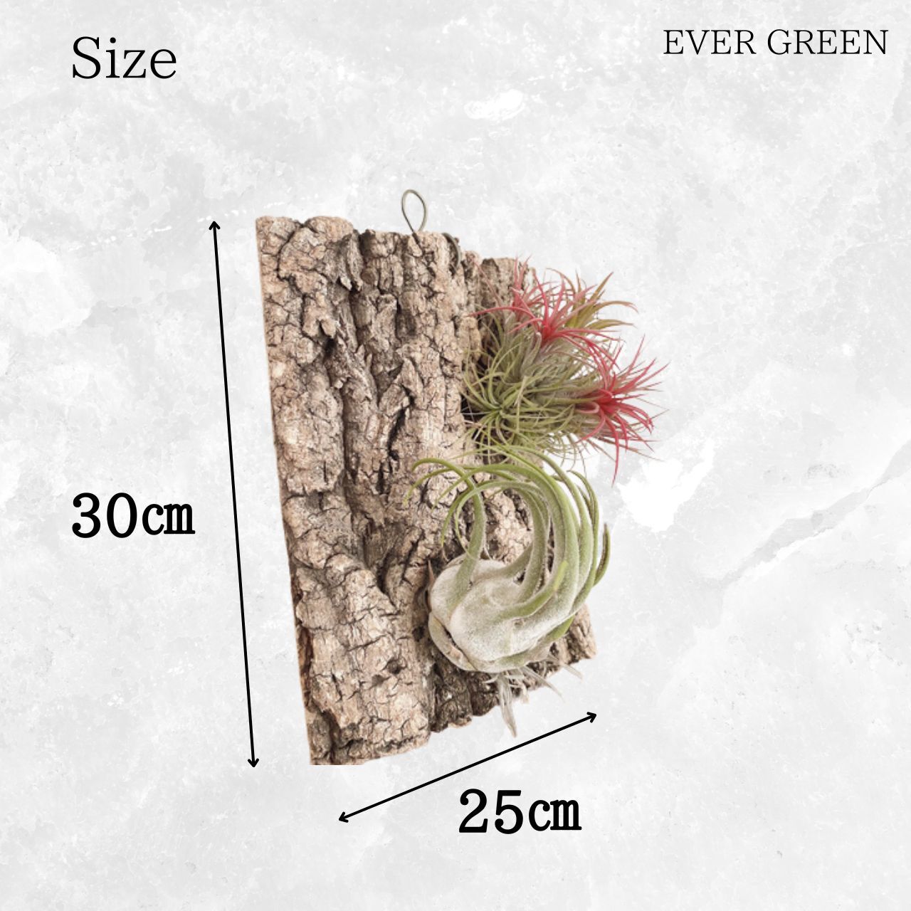 コルク樹皮の着生板 A064 | EVERGREEN エバーグリーン 植木鉢 花瓶 コルク樹皮の着生板 A064 | EVERGREEN エバーグリーン 植木鉢 花瓶