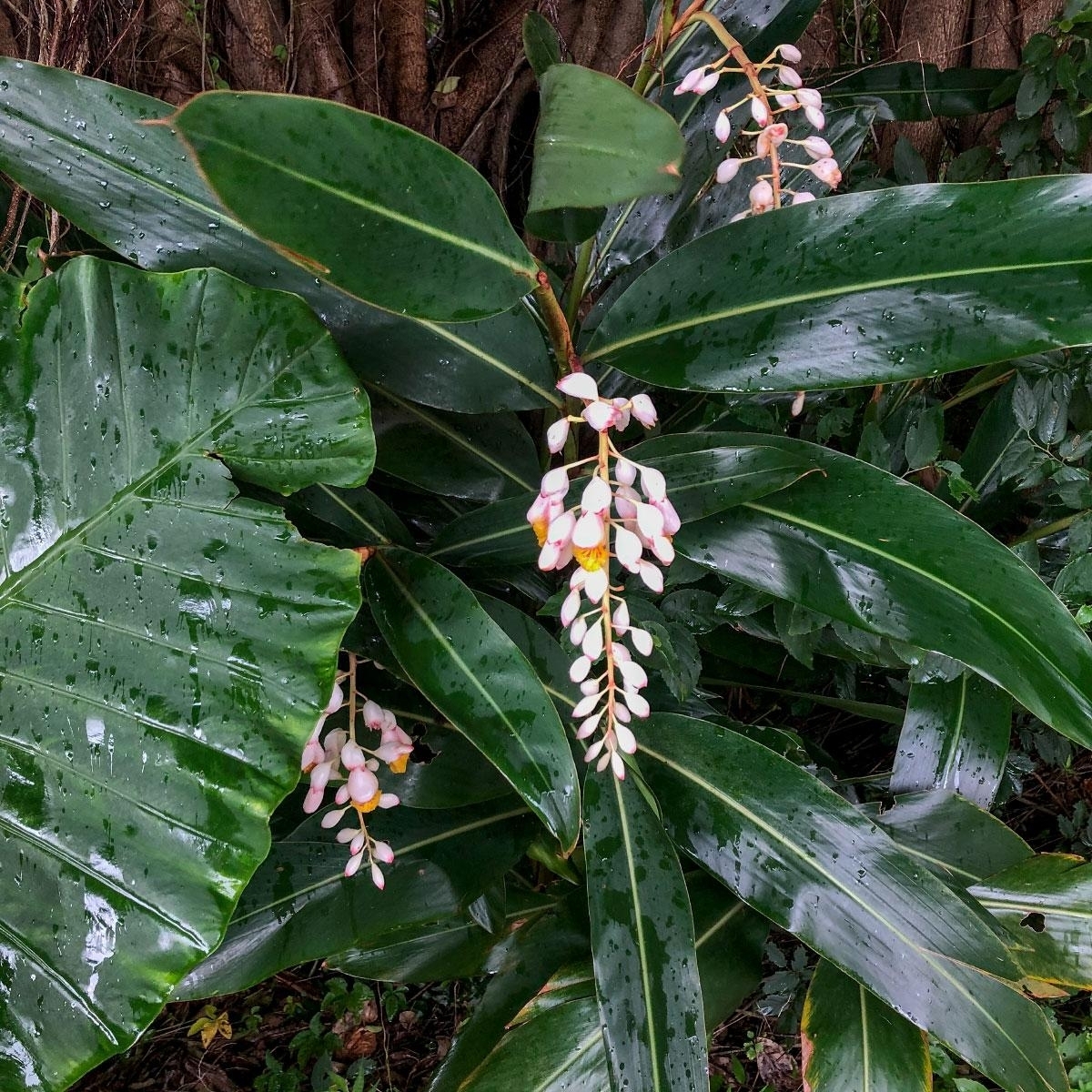 雨に濡れる亜熱帯の森で咲く姿は美しく、はっとさせられます。
