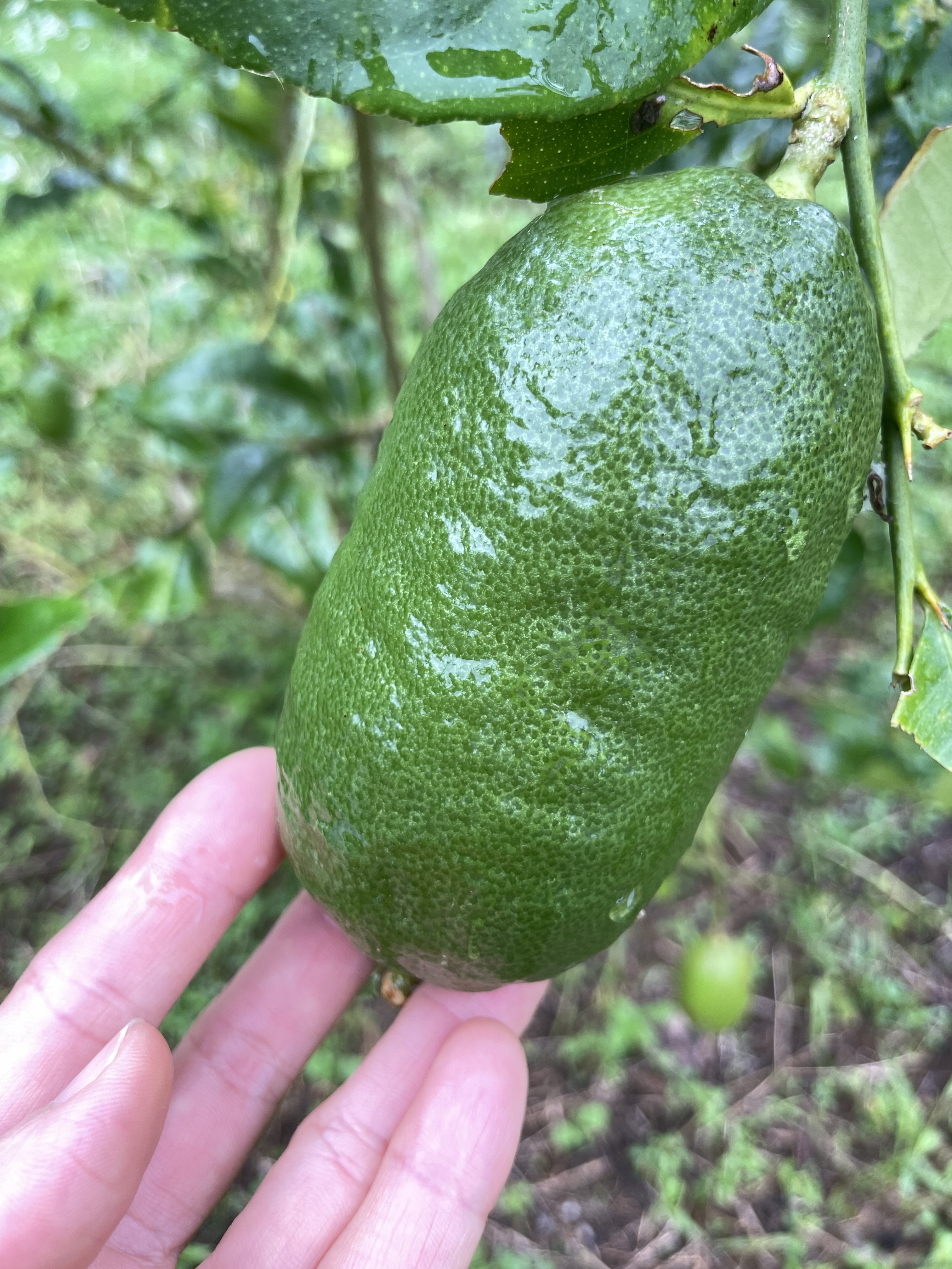 畑で大きく実った青レモンを収穫して組み合わせます。