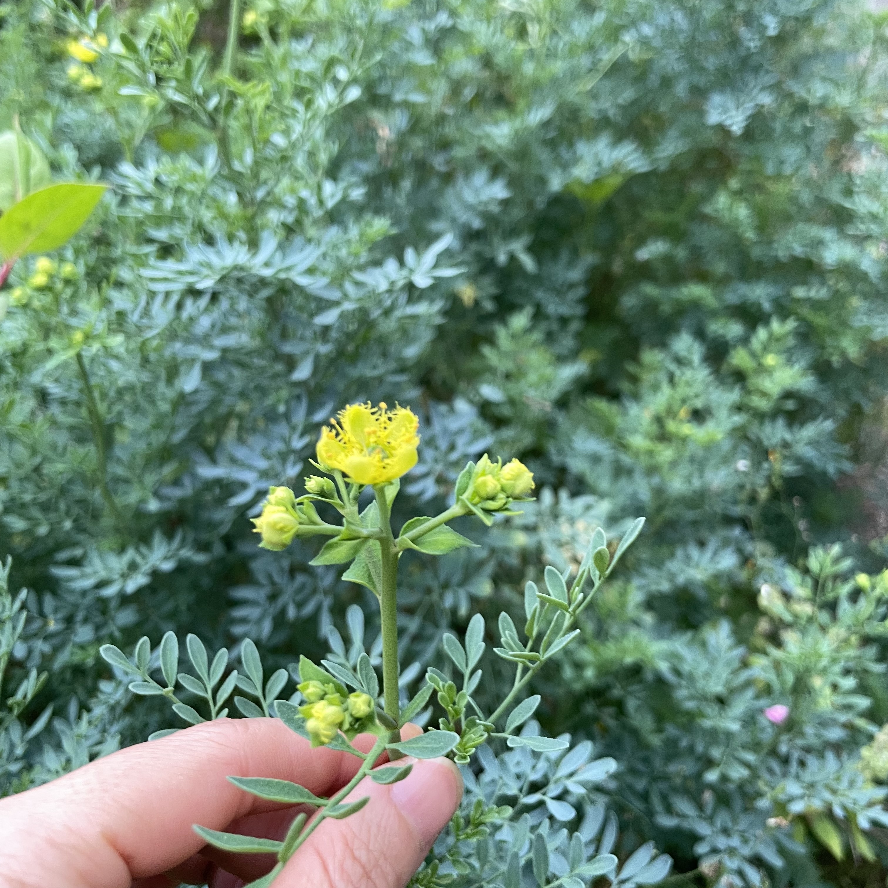 ちいさな葉っぱ1枚でも、力強い香りです。