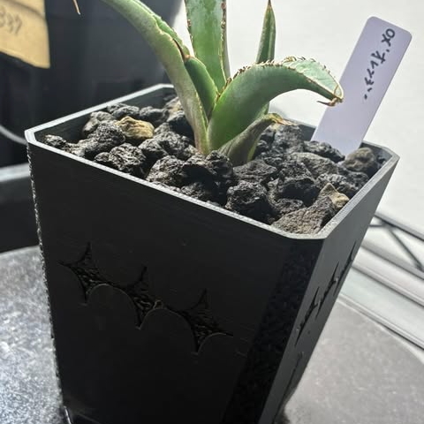 Stratam var.grid-90  ×  Agave  "Oaxaca Orange"