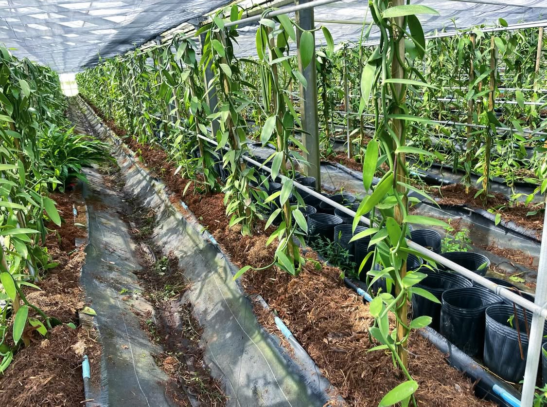 松本さん達が丁寧に1本ずつバニラを育てる、広大なハウス。