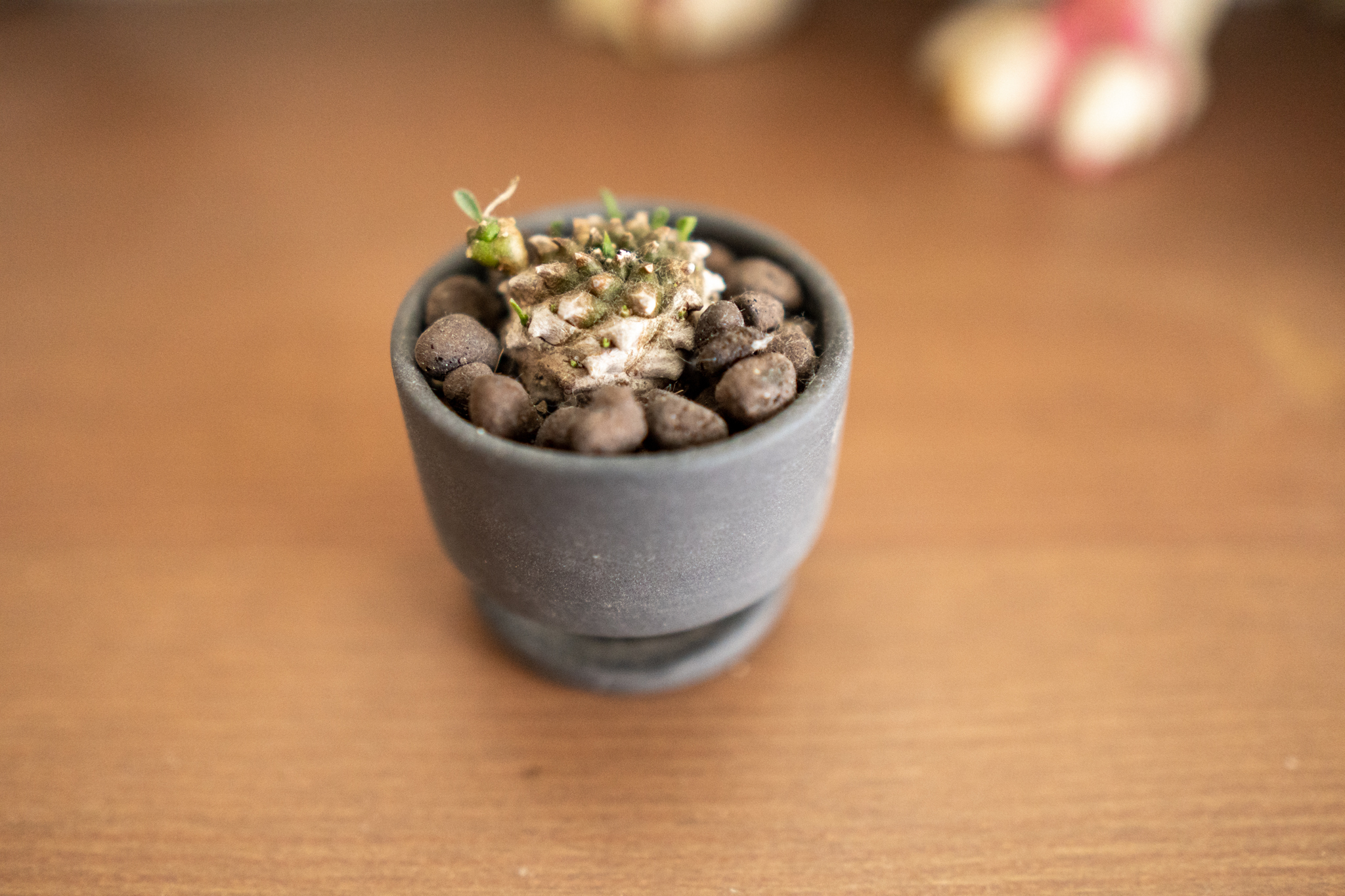 豆鉢に仕立てたミニチュア多肉 ユーフォルビア 峨眉山 くるみどり