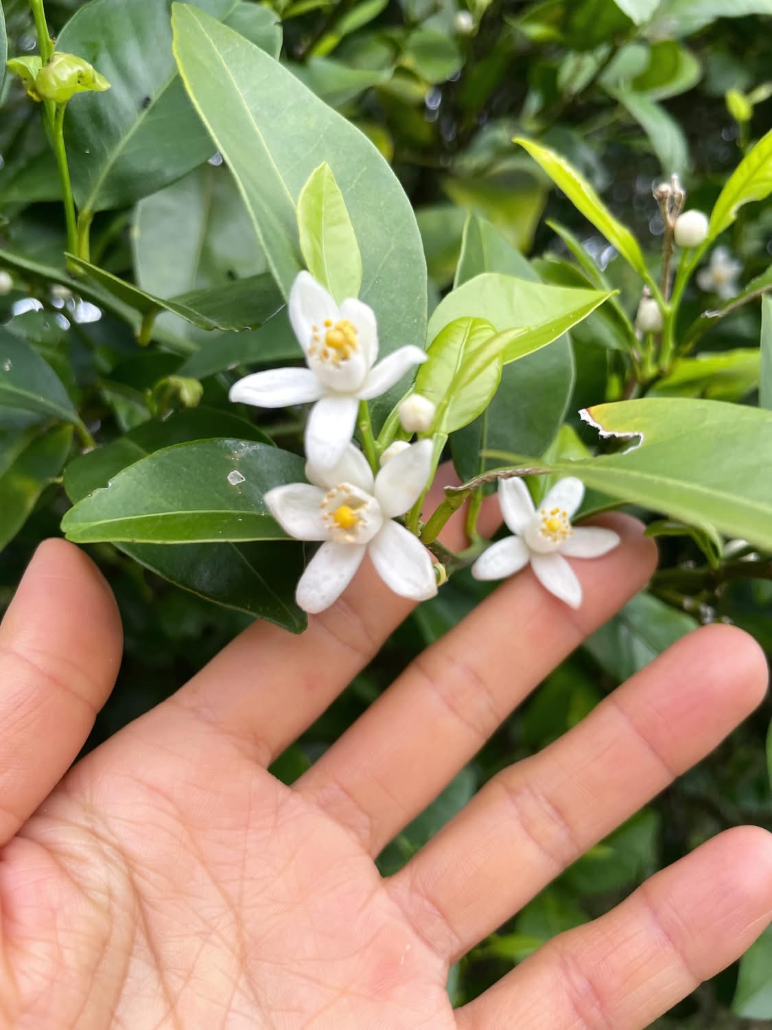 白いちいさなシークヮーサー花。