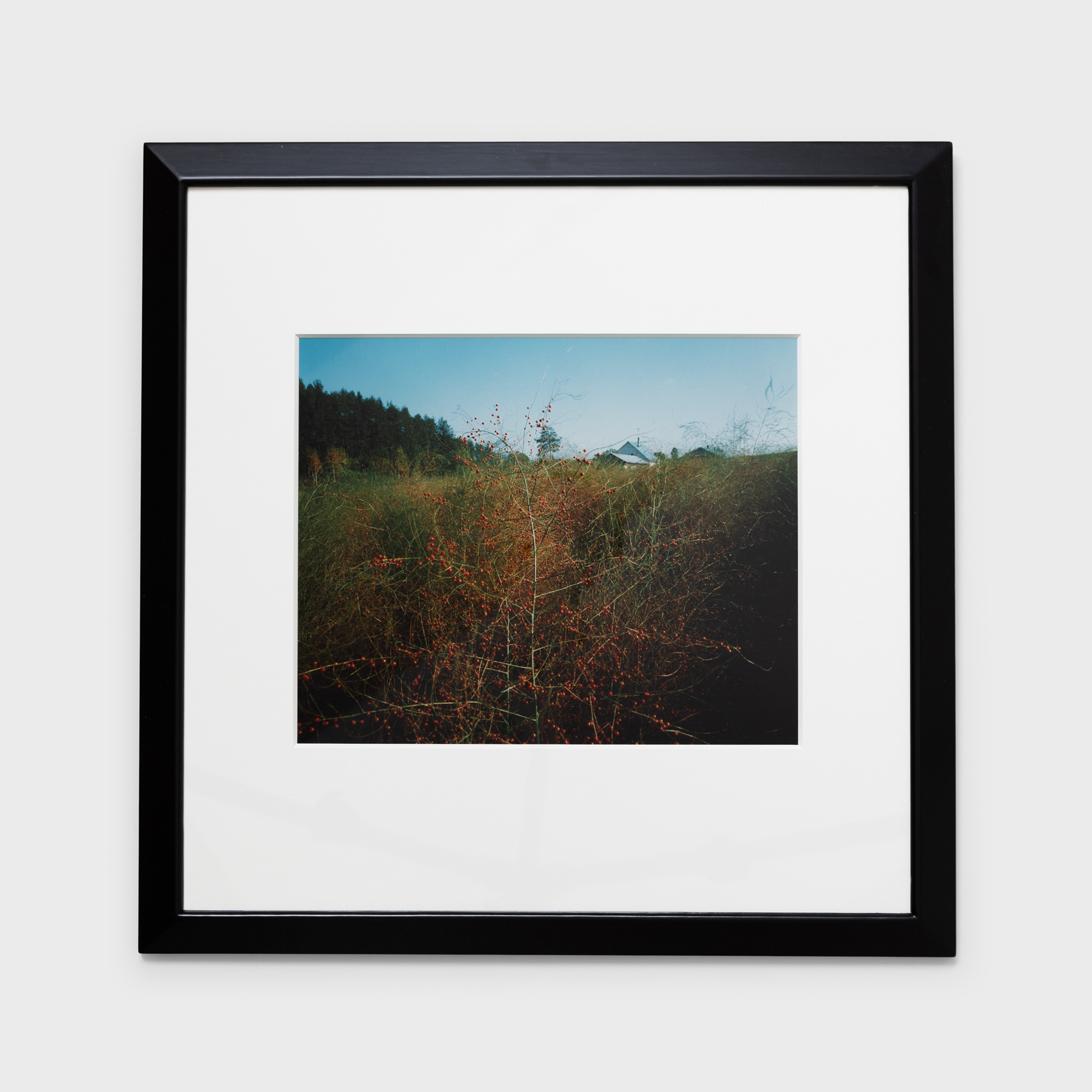 16　アスパラガスの実　1985年10月中旬　美瑛町