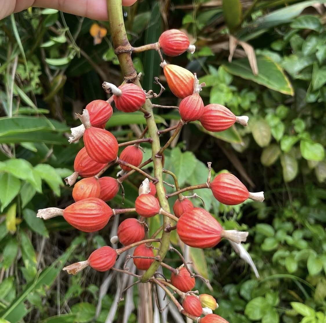 森の中で赤い色が目を引く、月桃の実。